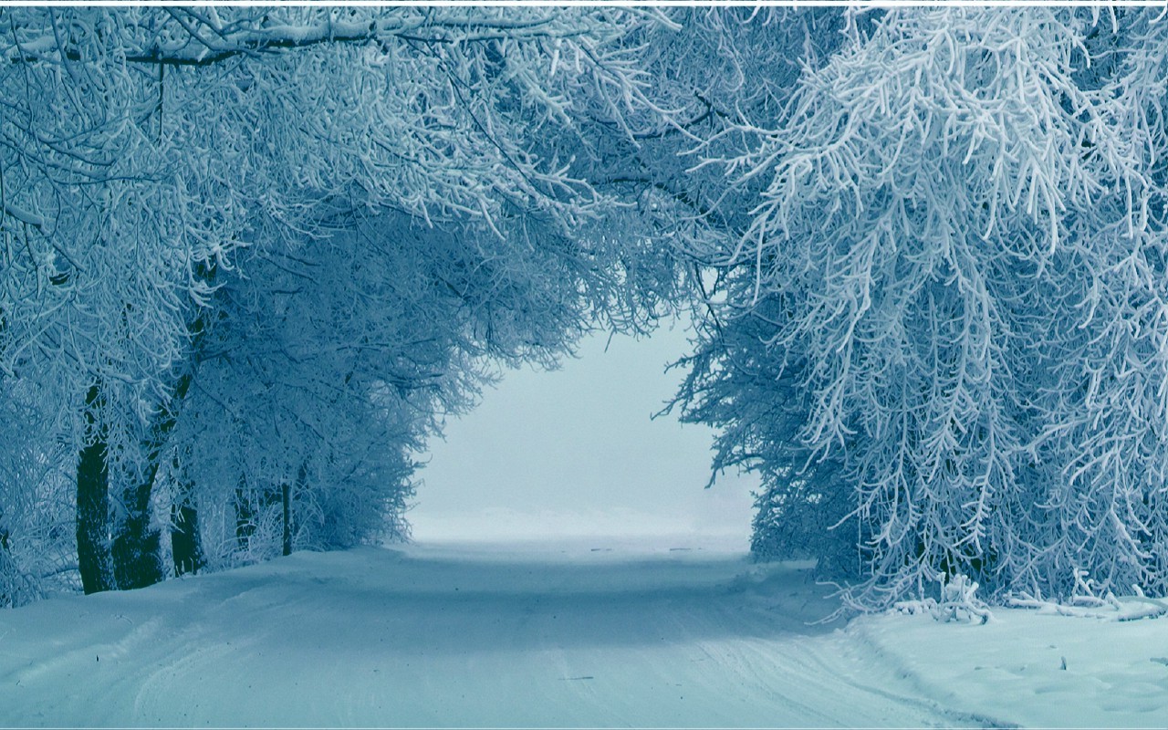 Wallpaper, trees, snow, ice, frost, Freezing, tree, weather, season, blizzard, 1280x800 px, atmospheric phenomenon, winter storm 1280x800