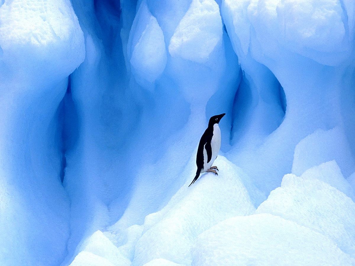Aesthetic wallpaper Penguin, Bird, Ice. Free TOP wallpaper