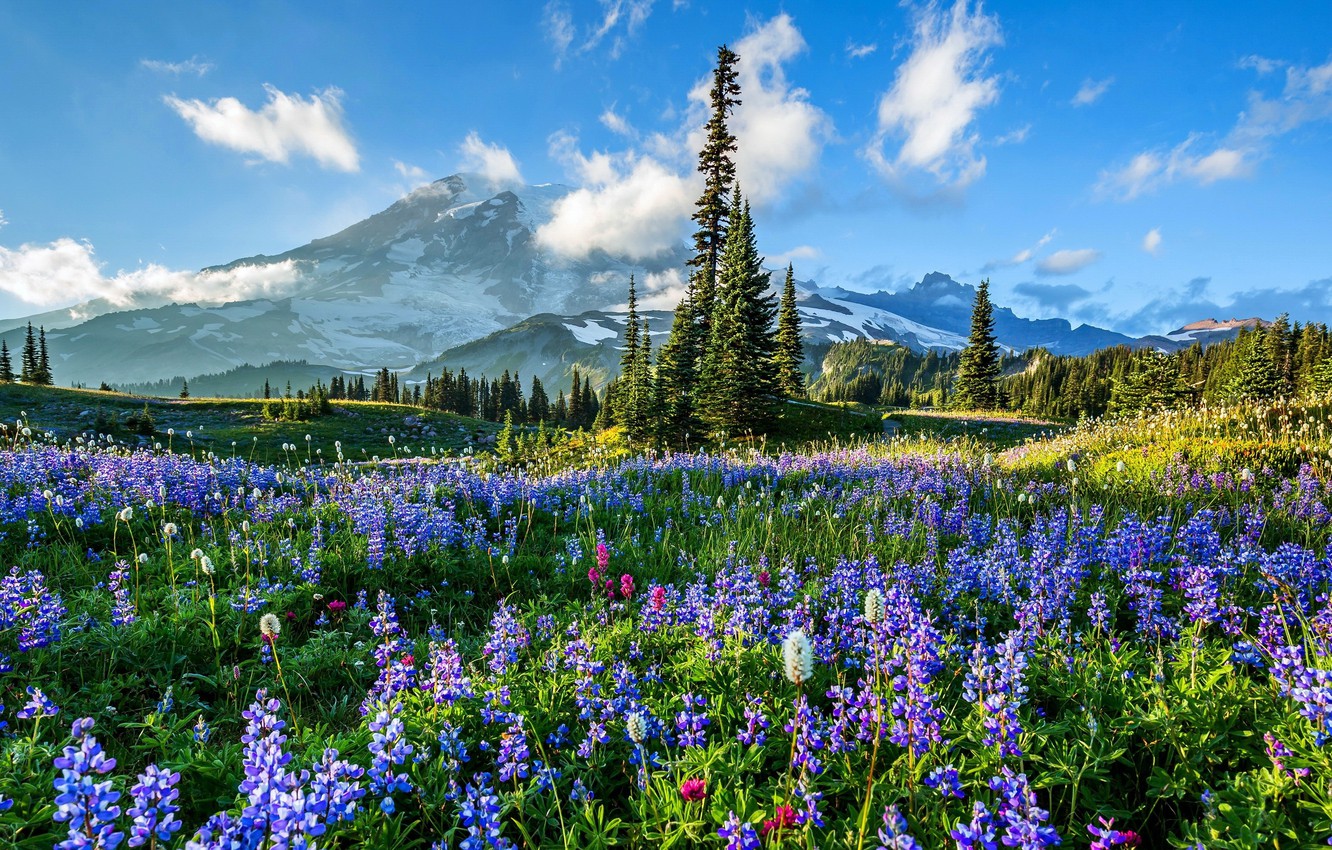 Mount Rainier National Park HD Wallpapers - Wallpaper Cave