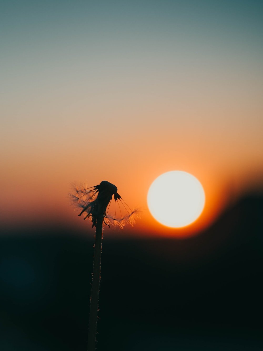 Sunset Flowers Wallpapers - Wallpaper Cave