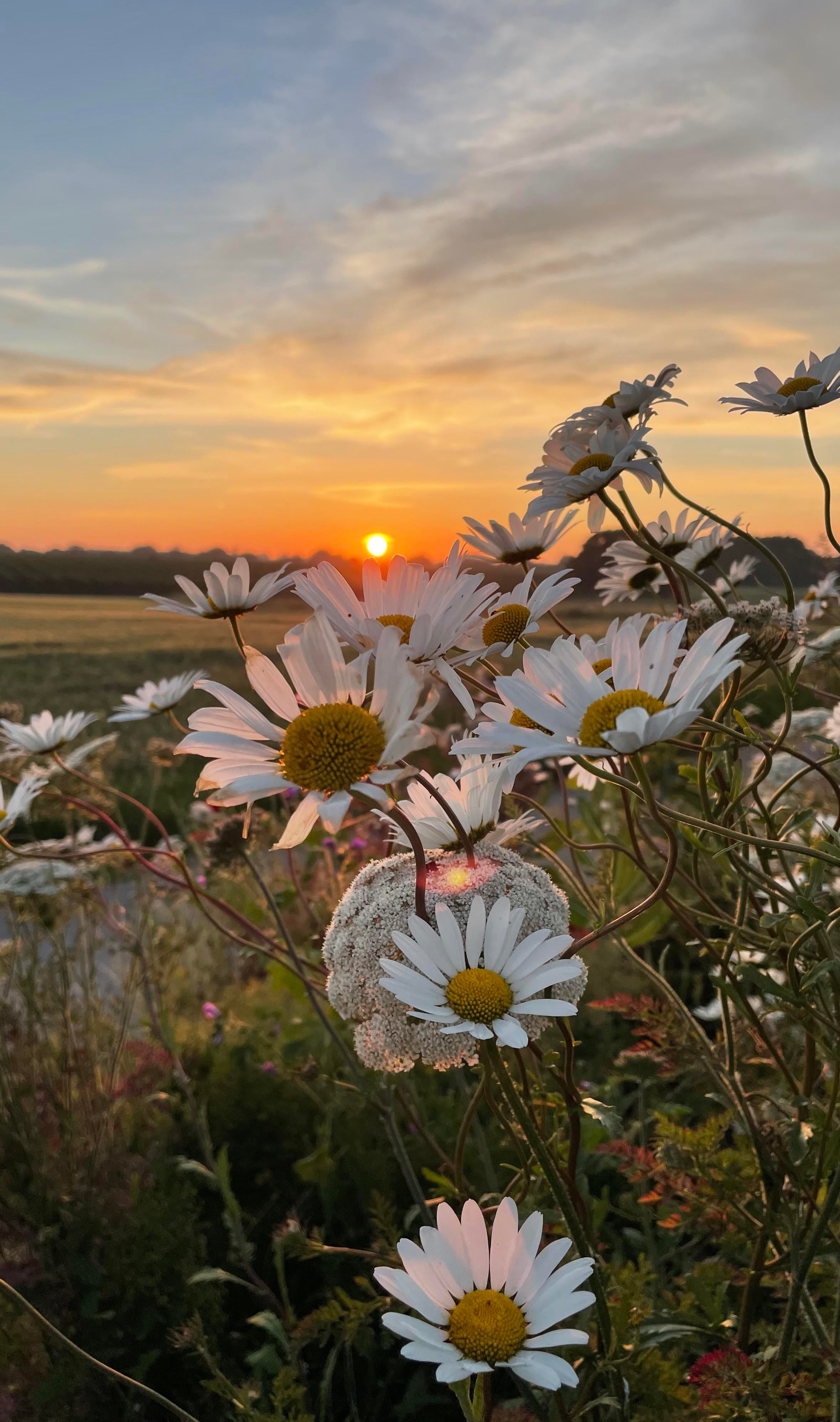 Arriba 127+ imagem flower sunset background - Thcshoanghoatham-badinh