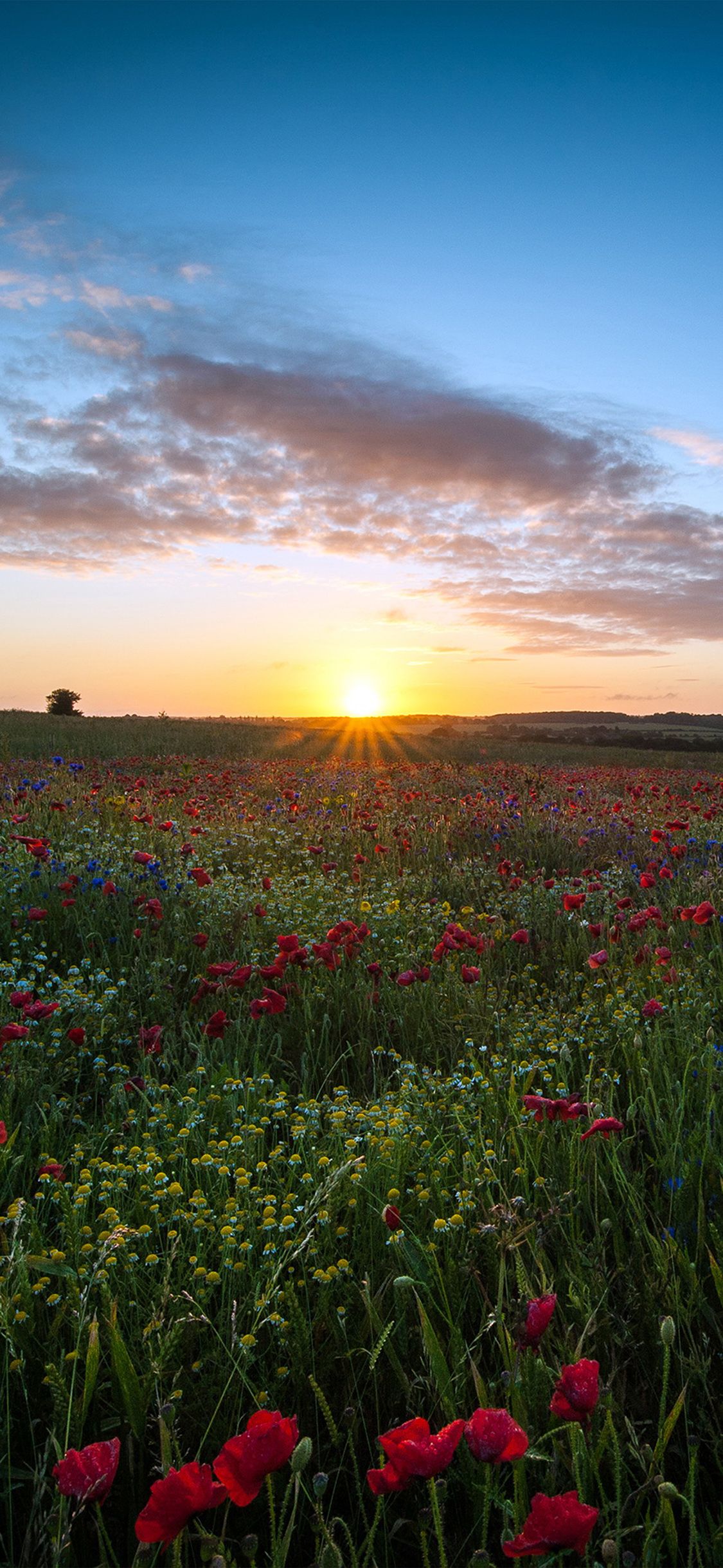 Sunset flower iPhone X wallpaper. Landscape wallpaper, Wallpaper for computer background, Winter wallpaper