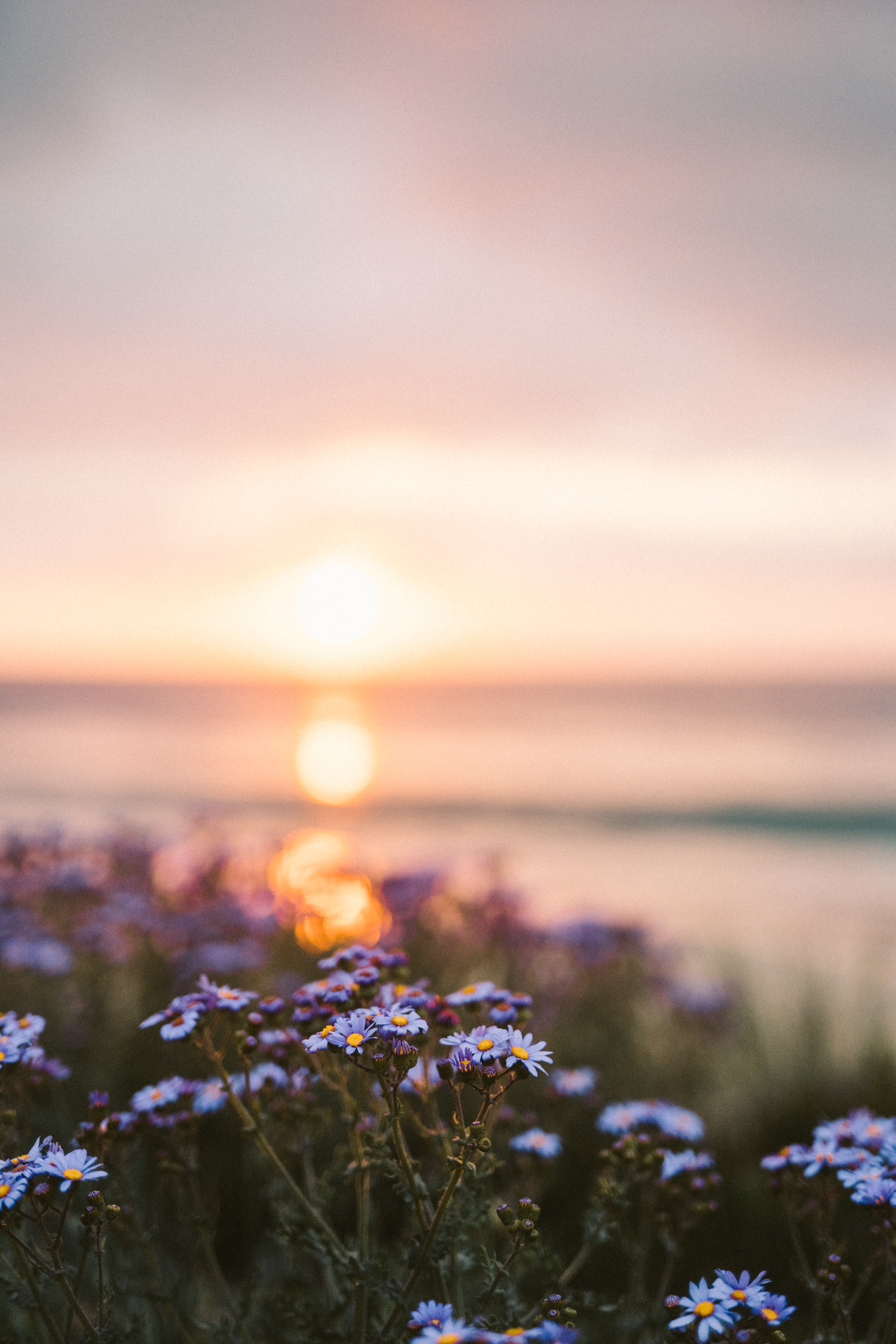 Purple Flowers Near Body of Water During Sunset · Free