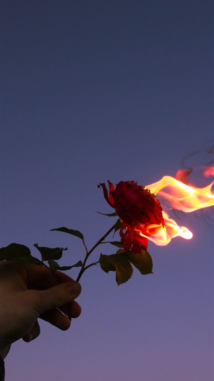person holding red flower during sunset iPhone Wallpaper Free Download