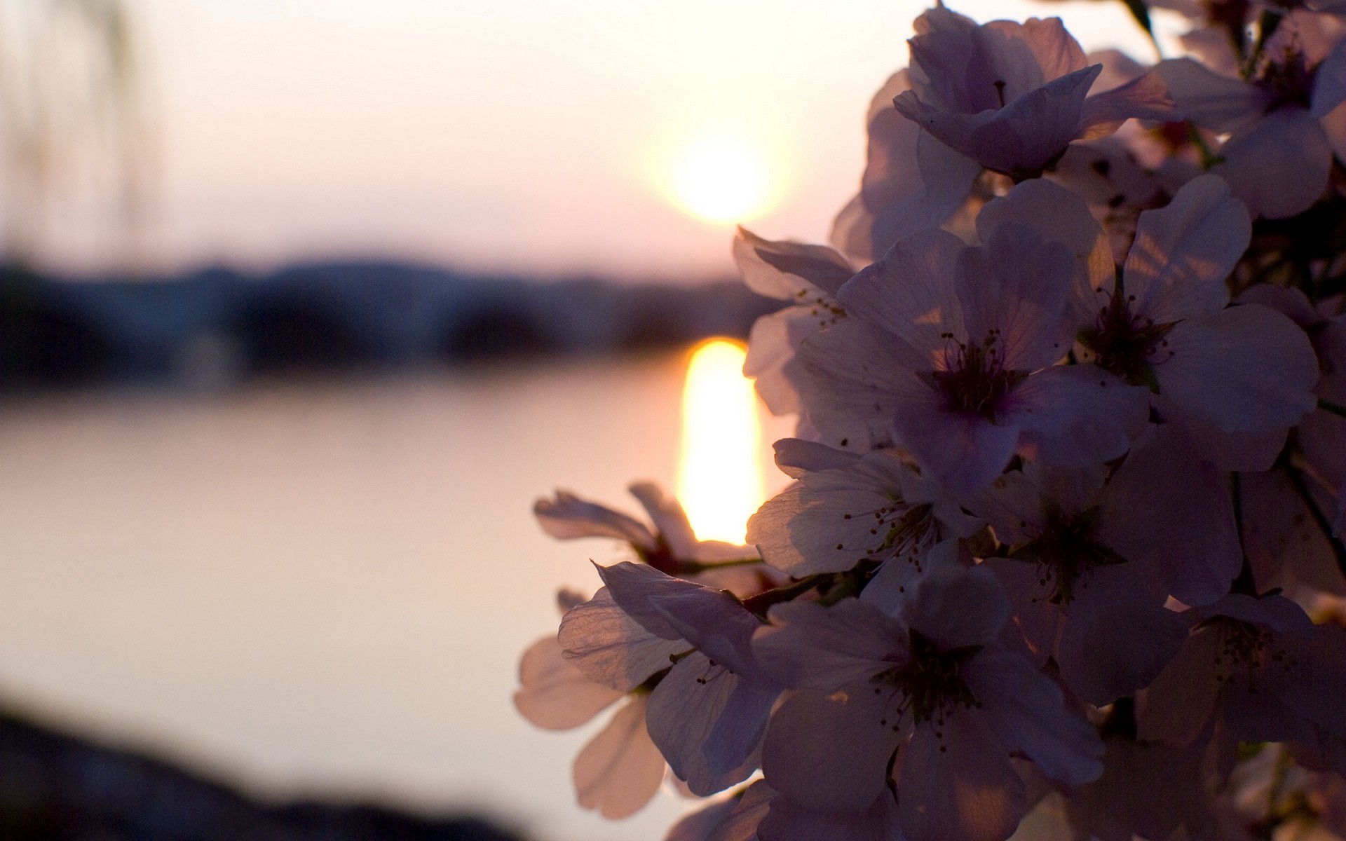 Wallpaper, sunlight, sunset, flowers, water, nature, plants, branch, blue, morning, cherry blossom, spring, color, tree, leaf, flower, plant, season, petal, 1920x1200 px, close up, macro photography 1920x1200