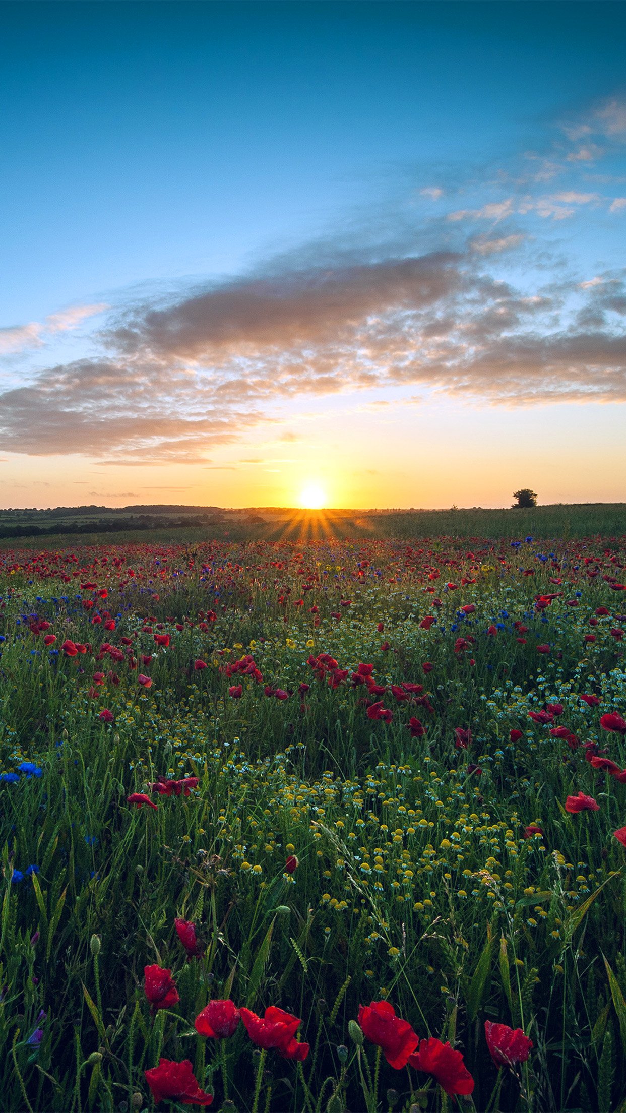 Sunset Flowers Wallpapers - Wallpaper Cave