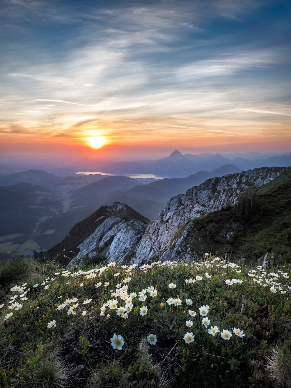Flowers Sunset Picture. Download Free Image