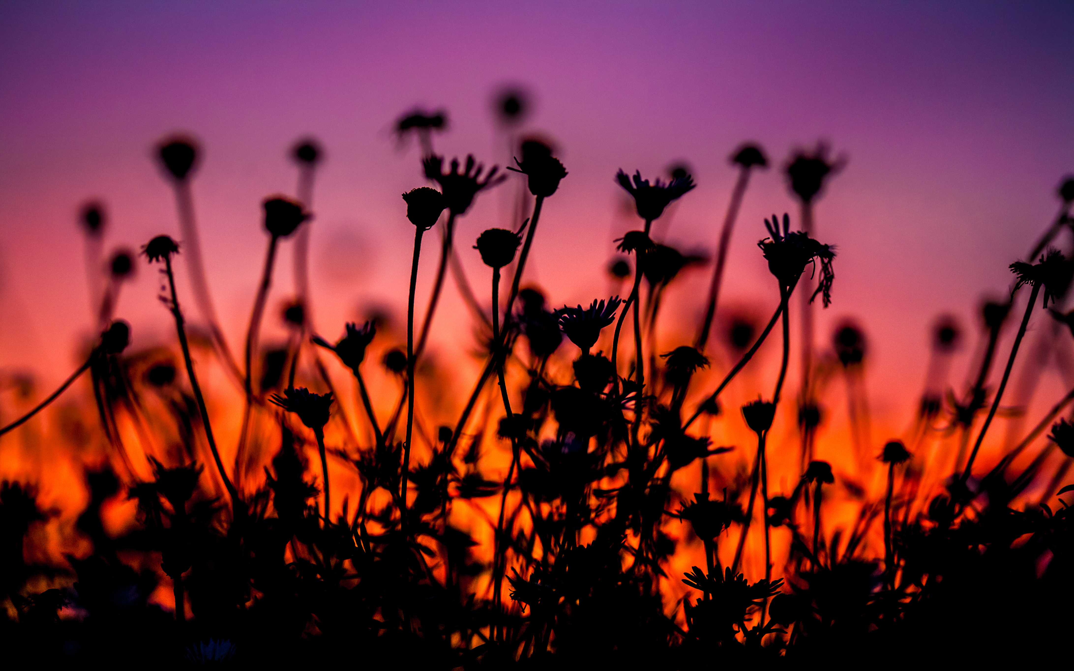 Wallpaper, sunset, flowers, pink, orange, purple 4368x2731