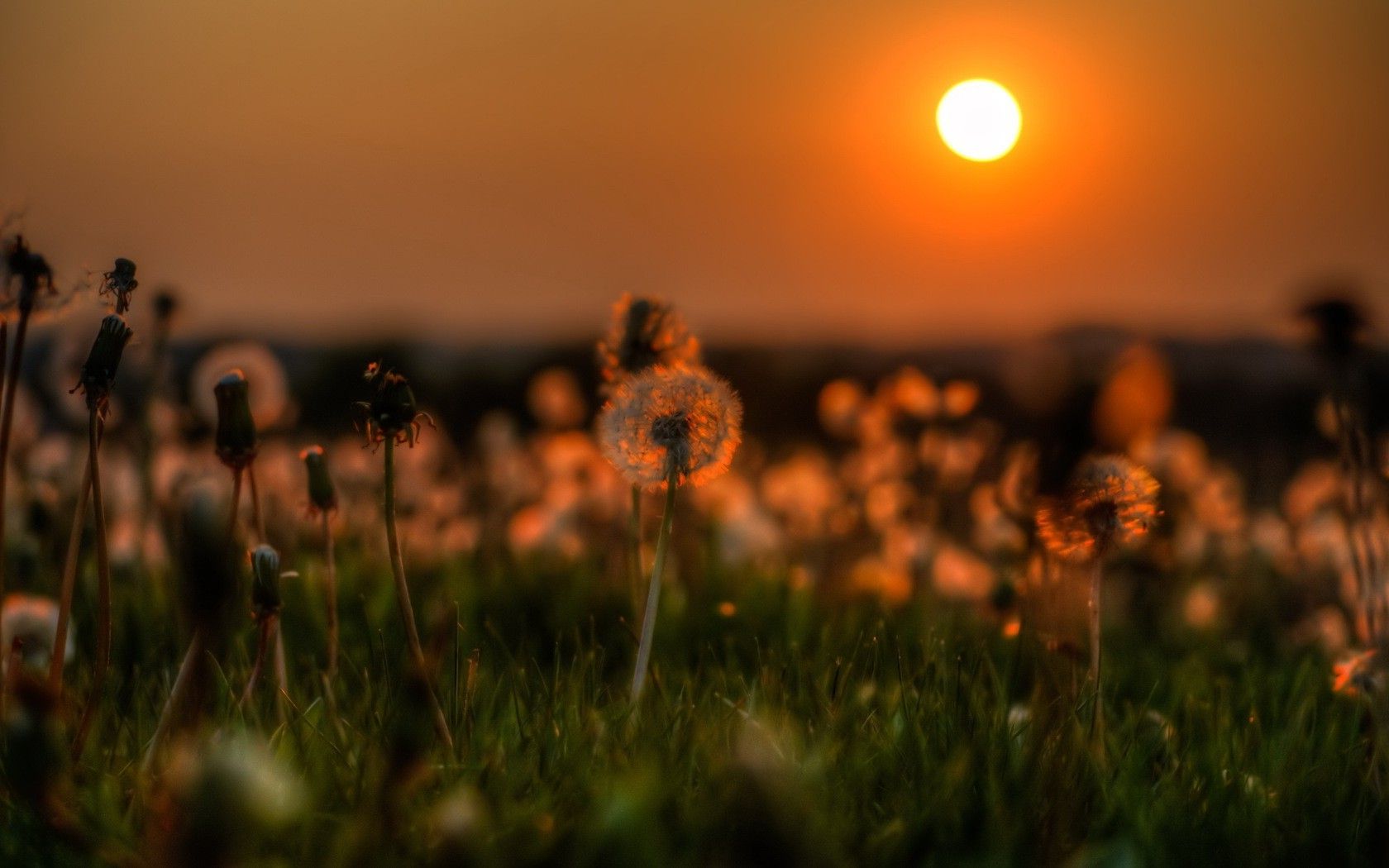 Flowers Sunset Wallpaper