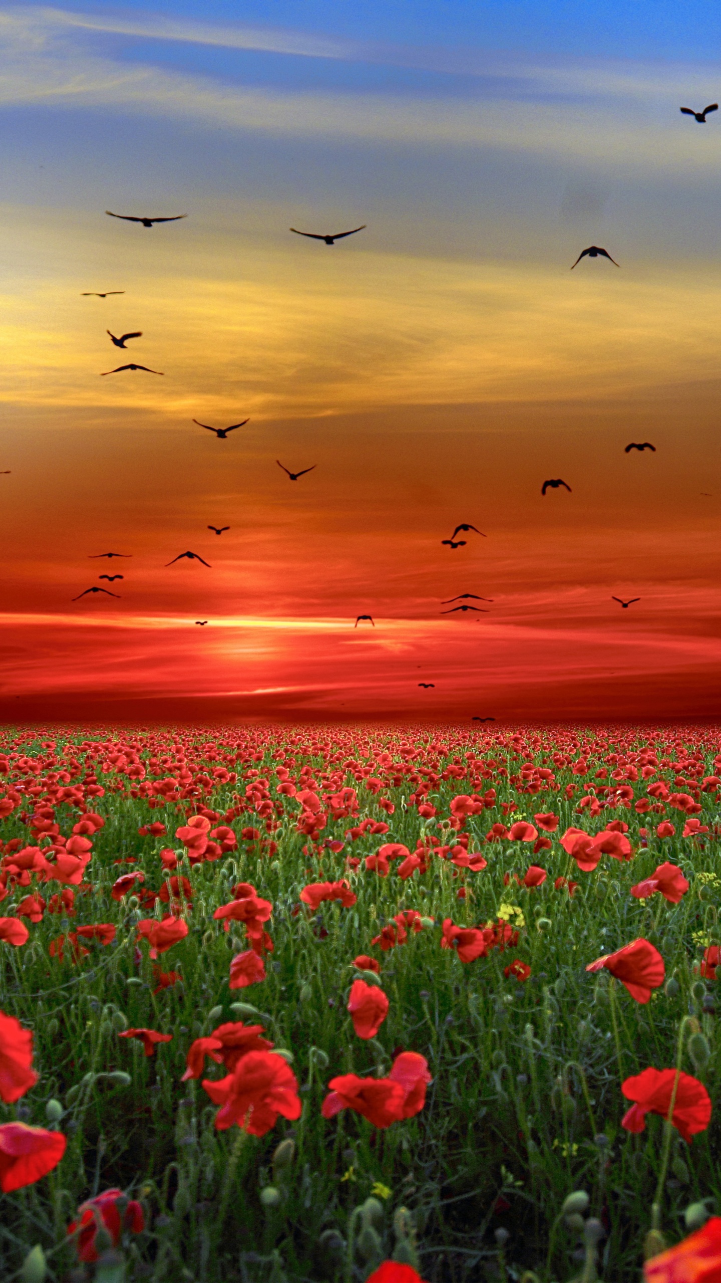 Sunset Flowers Wallpapers Wallpaper Cave