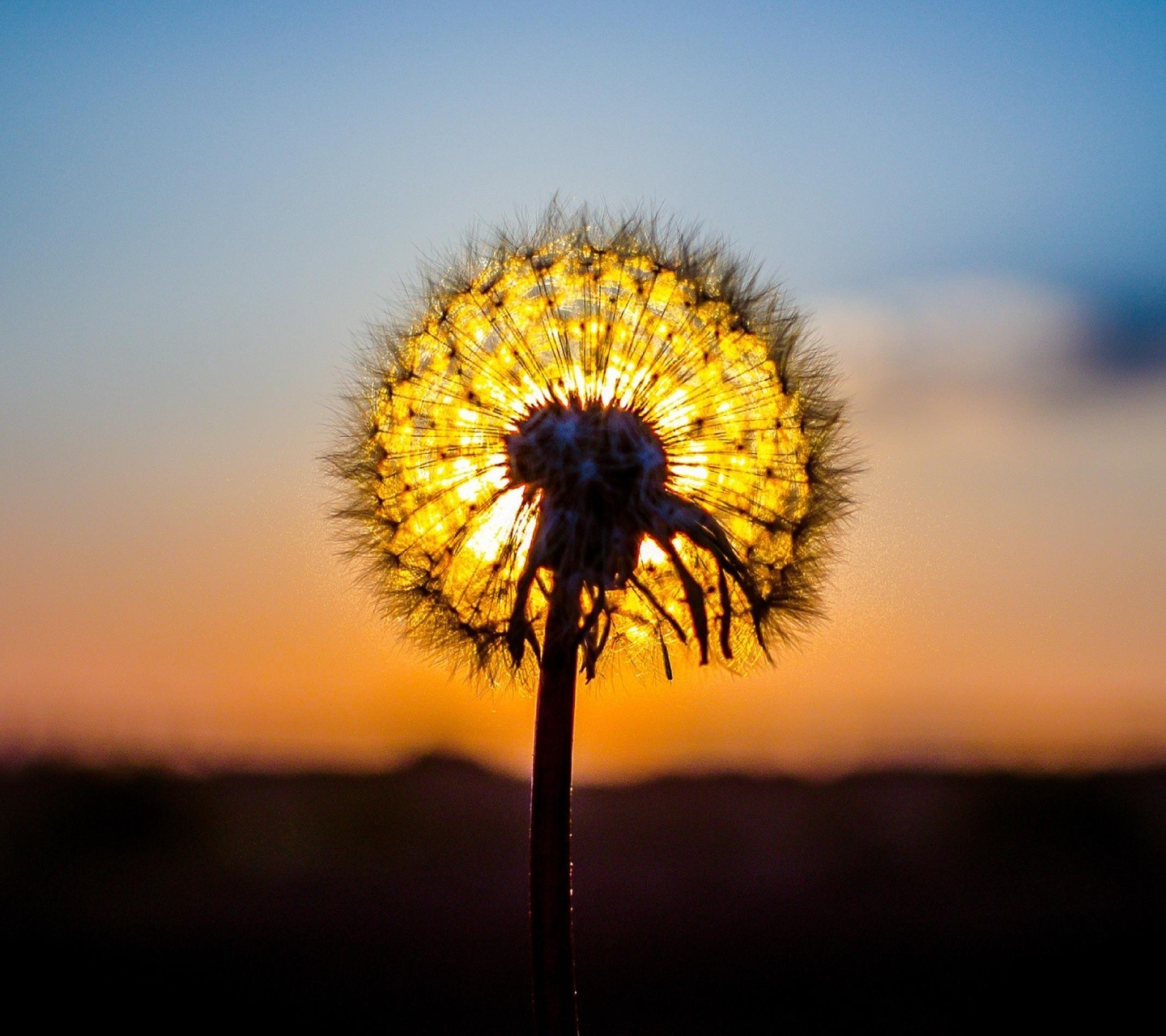 Wallpaper, sunlight, sunset, flowers, nature, sky, field, sunrise, yellow, evening, morning, Sun, horizon, dusk, flower, 1440x1280 px, land plant, flowering plant, macro photography, plant stem, arecales, daisy family 1440x1280