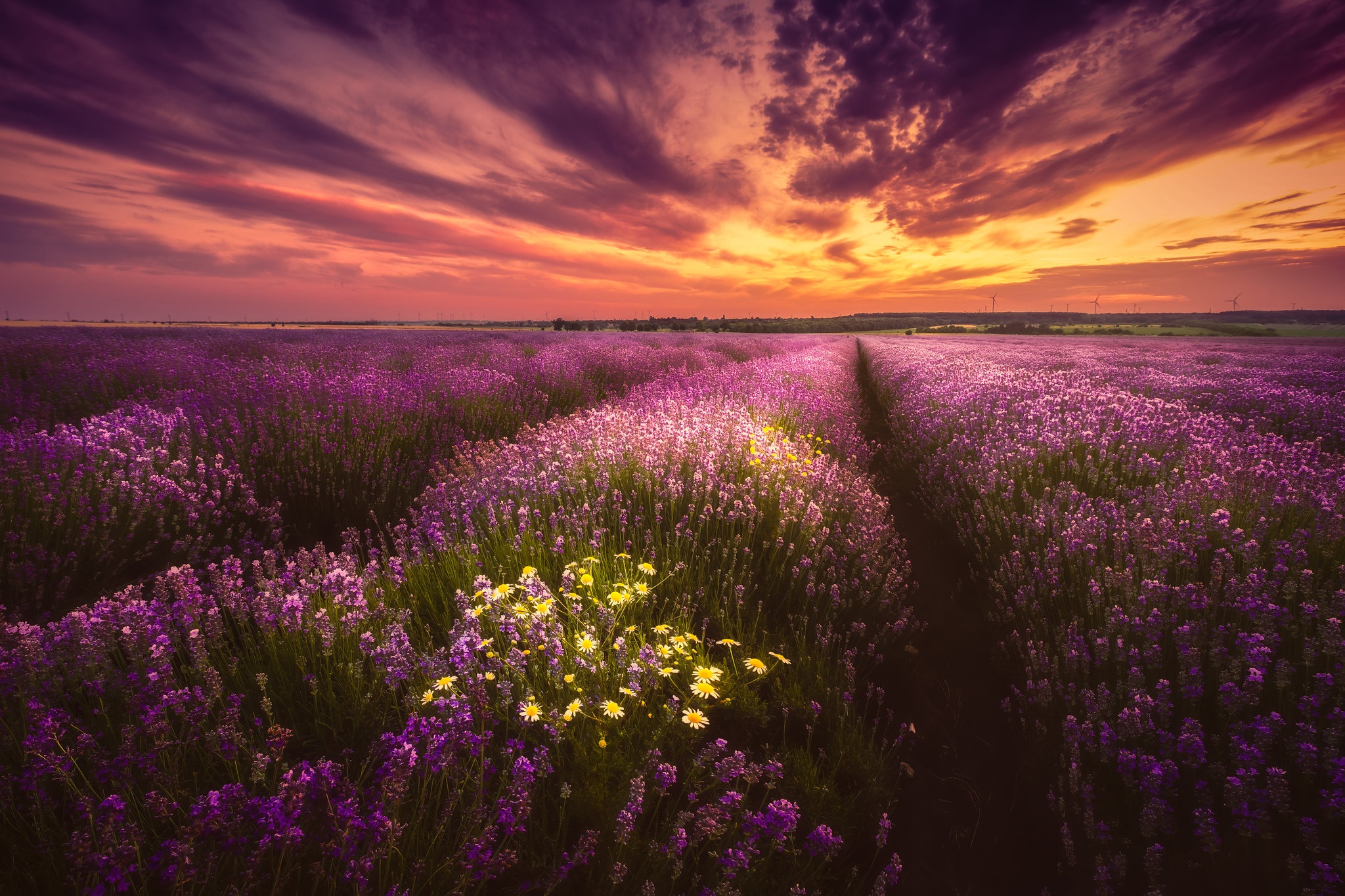 Field Sunset Purple Flower Wallpaper:2048x1365