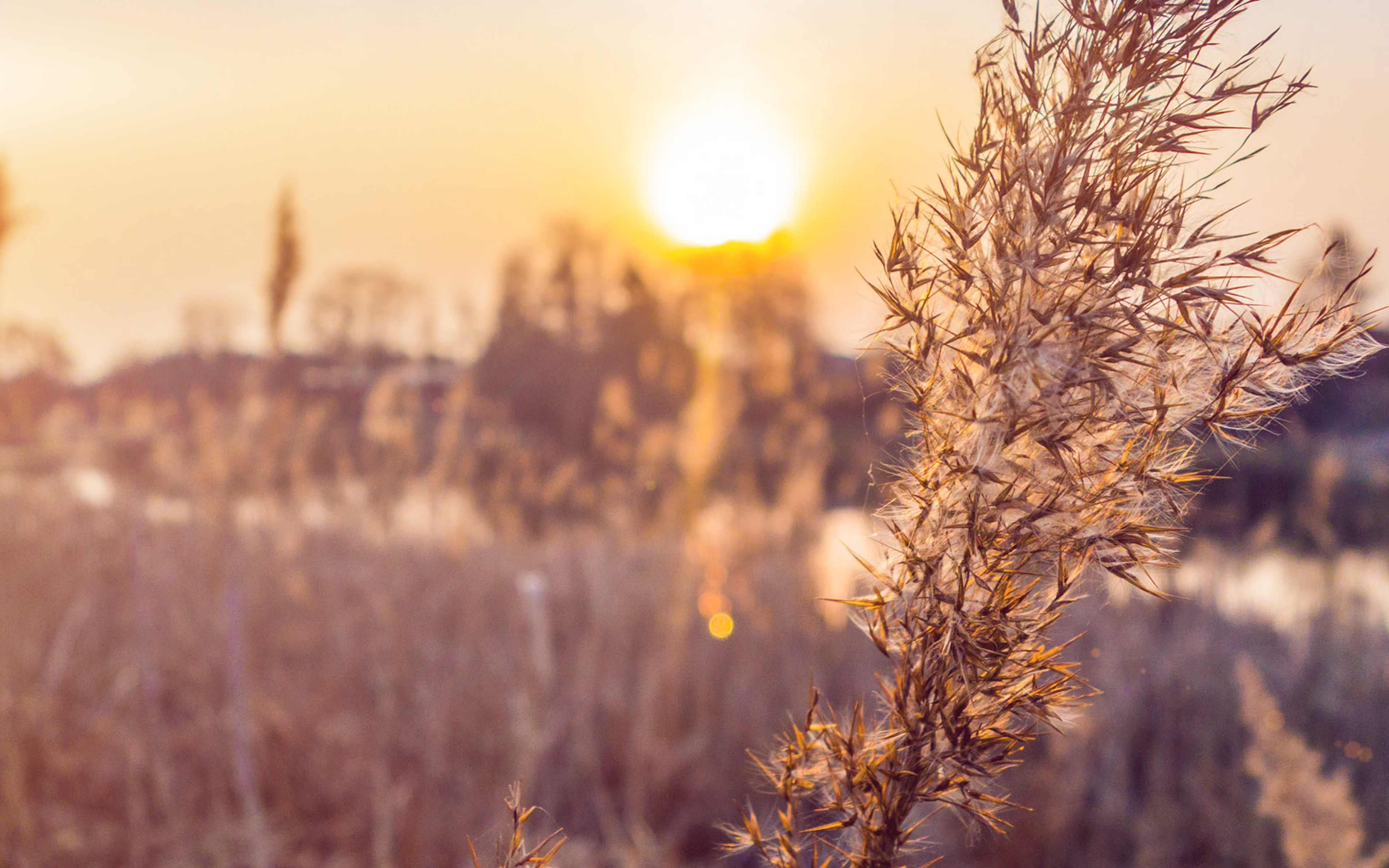 wallpaper for desktop, laptop. fall weather flower nature sunset flare