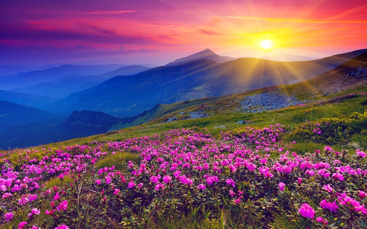 Alps Flowers Sunset Wallpaper