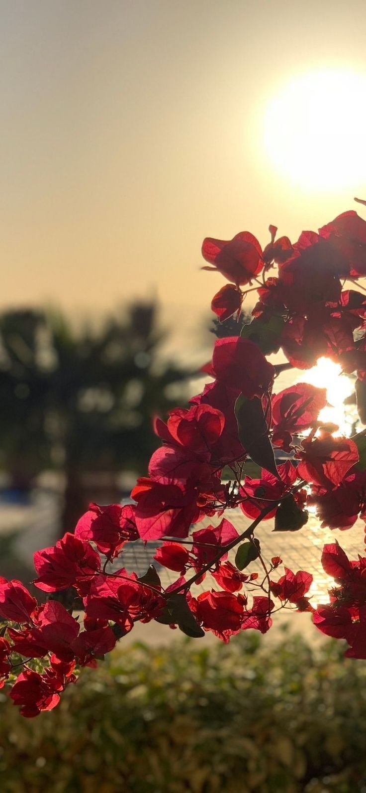 Sunset Flowers Wallpapers - Wallpaper Cave