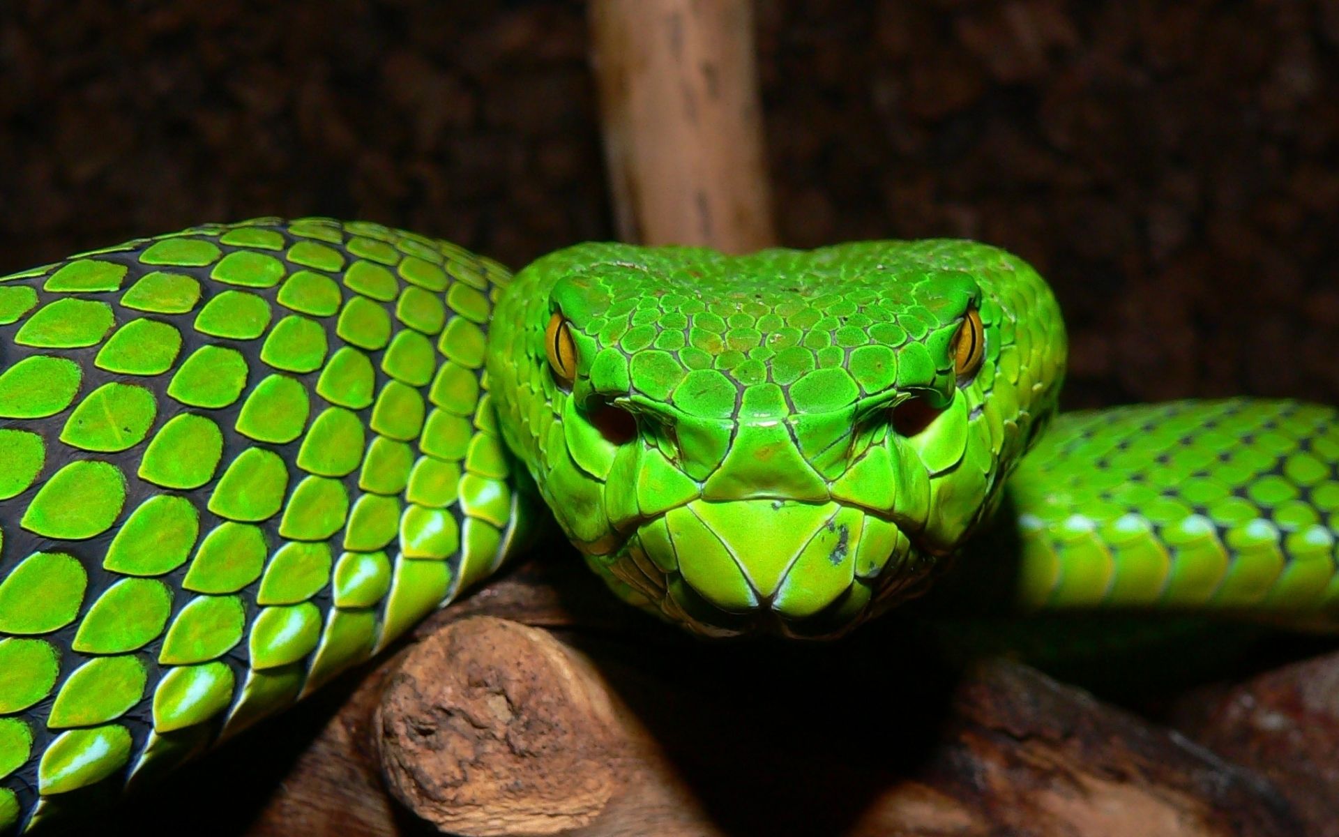 Animal Viper Reptiles Snakes Snake HD Wallpaper Background Image. Mini pigs, Pit viper, Most endangered animals