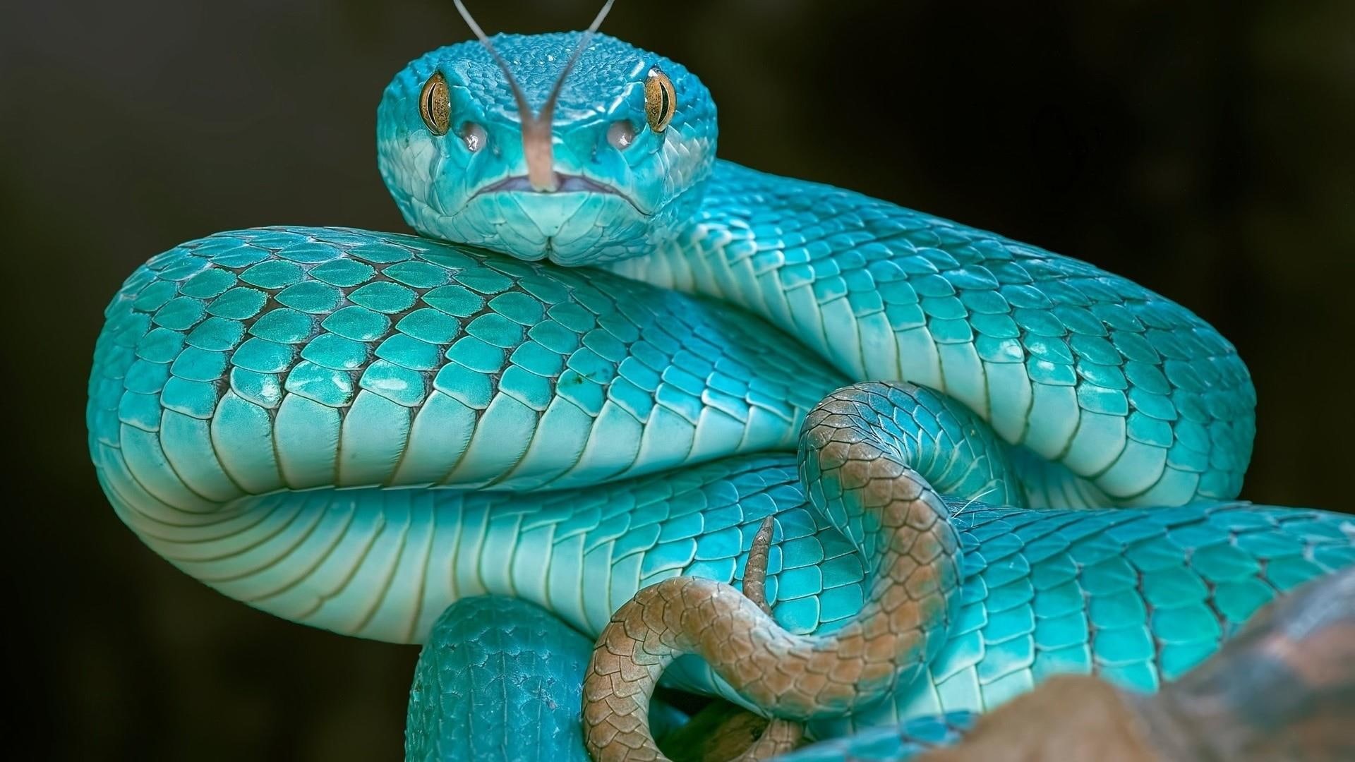 Wallpaper / Close Up, Animal Scale, Animal Body Part, Nature, One Animal, Reptile, 1080P, Focus On Foreground, Pit Viper, Wildlife, Blue Pit Viper, Green Color, Outdoors Free Download