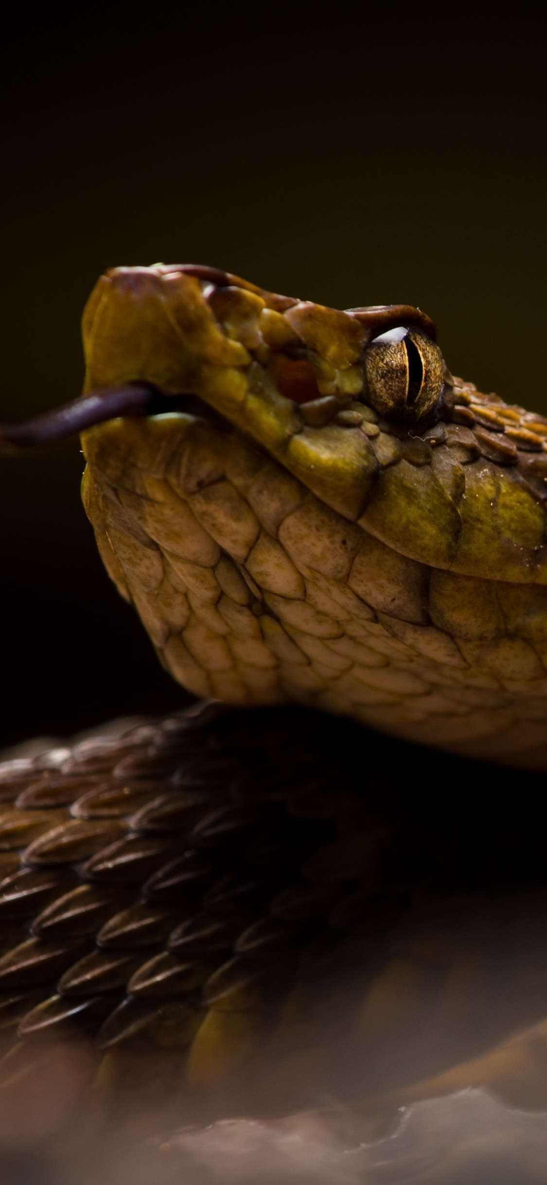 Download Pit Viper wallpaper for mobile phone, free Pit Viper HD picture