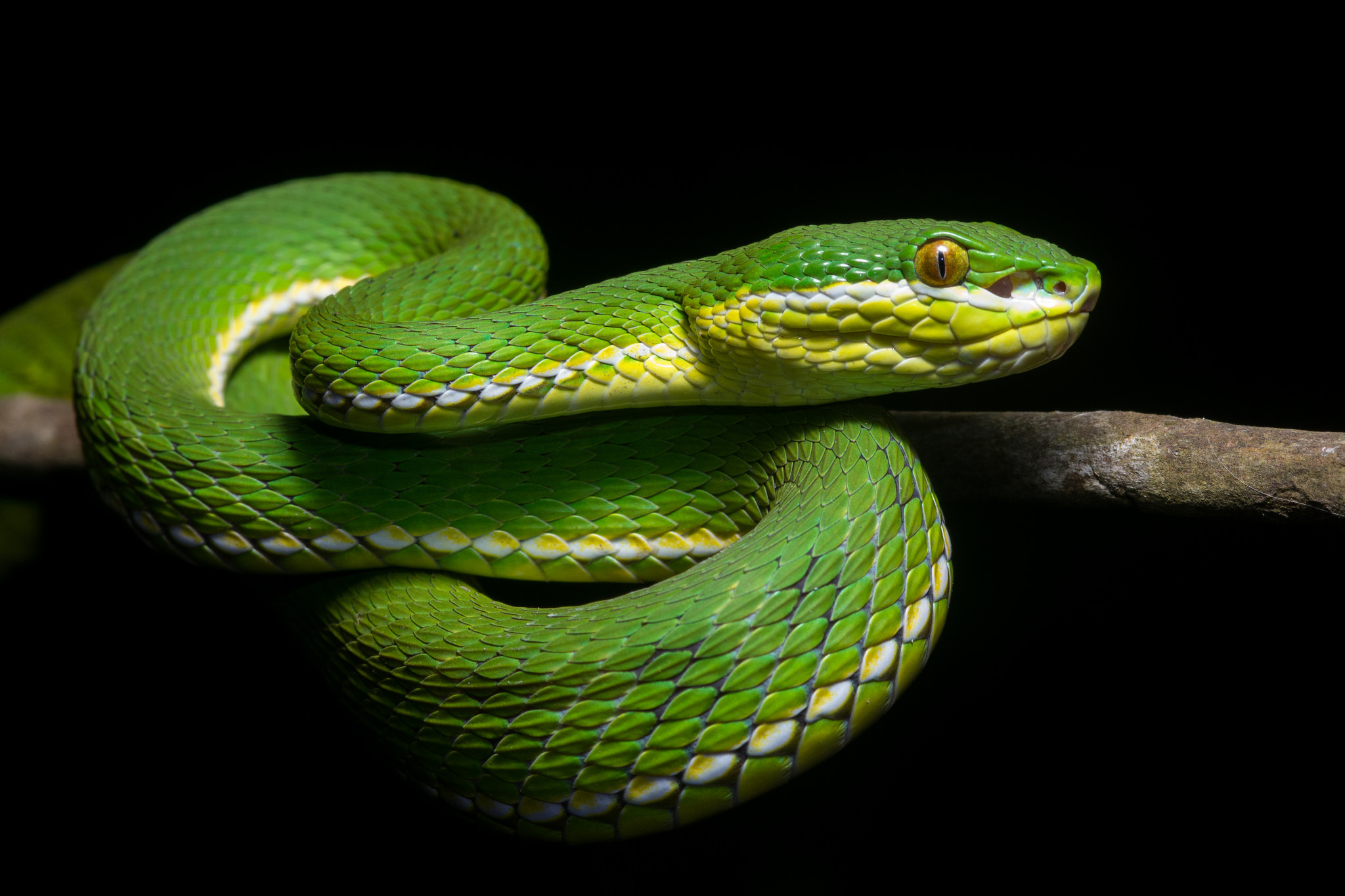 White Lipped Pit Viper HD Wallpaper And Background
