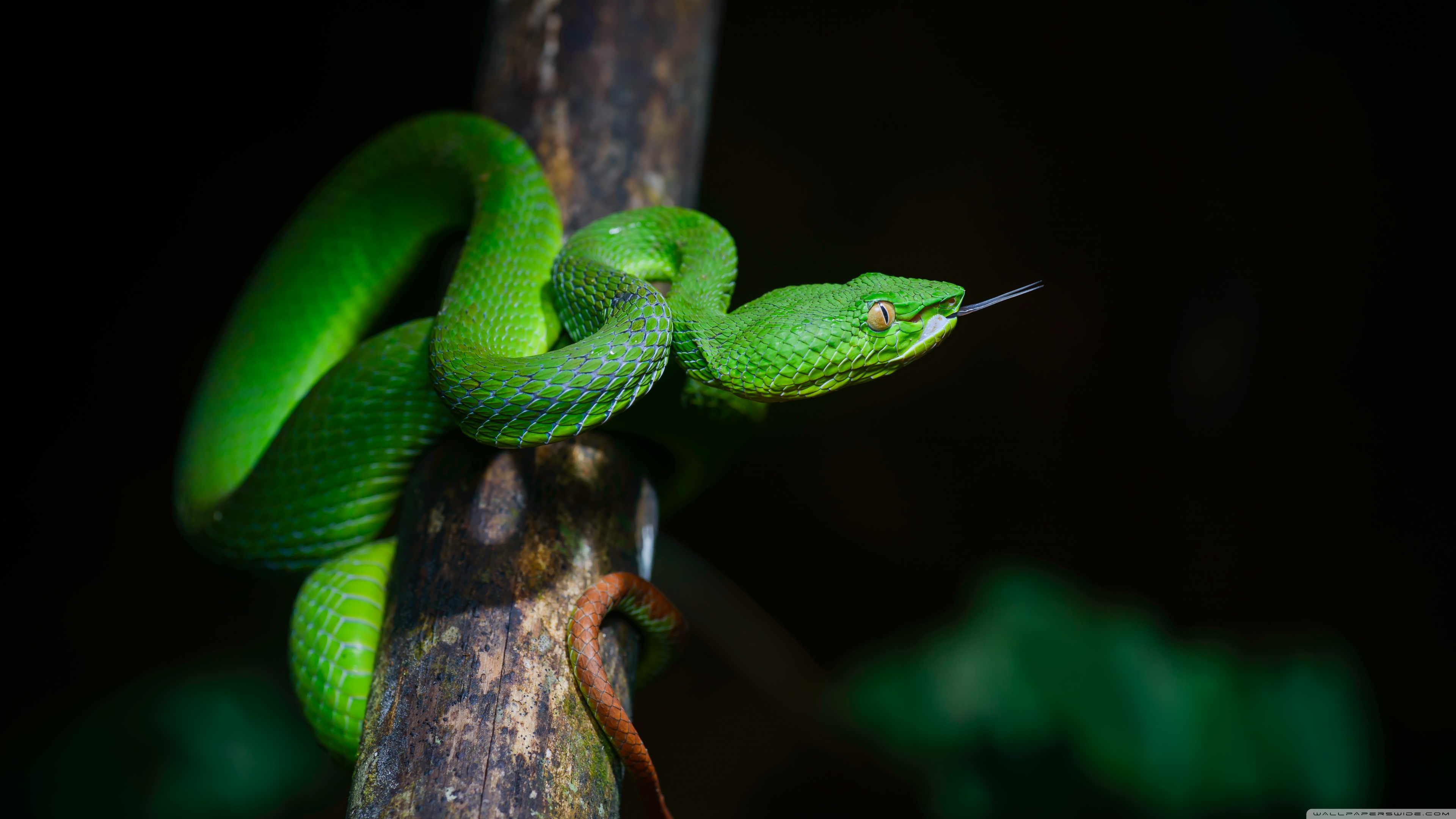 11500 Pit Viper Stock Photos Pictures  RoyaltyFree Images  iStock   Bamboo pit viper Sri lanka pit viper Sri lankan pit viper