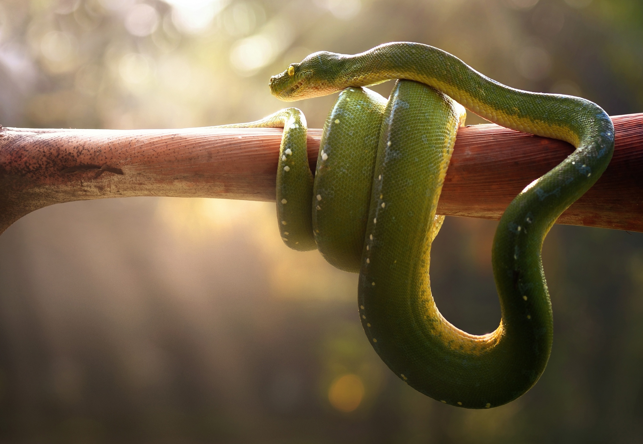 Venomous, Green pit viper, Snake Gallery HD Wallpaper