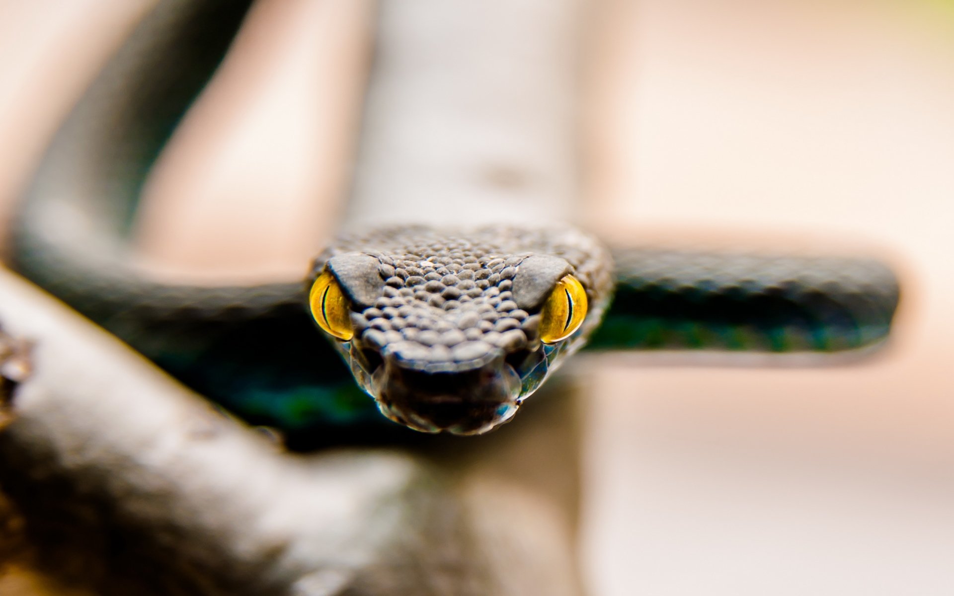 White Lipped Pit Viper HD Wallpaper And Background