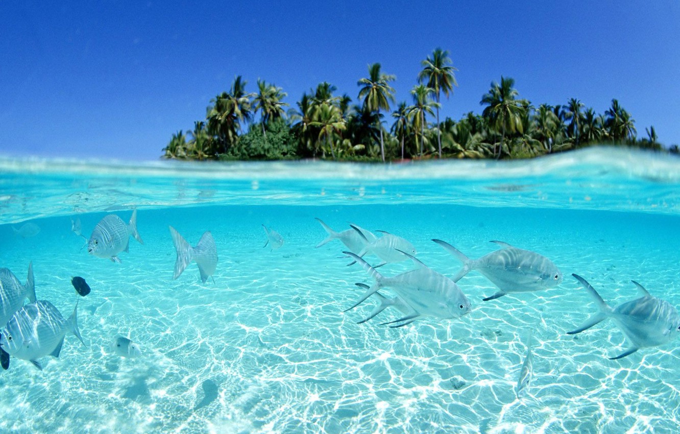 Wallpaper water, fish, the ocean, island, underwater, tropical island image for desktop, section природа