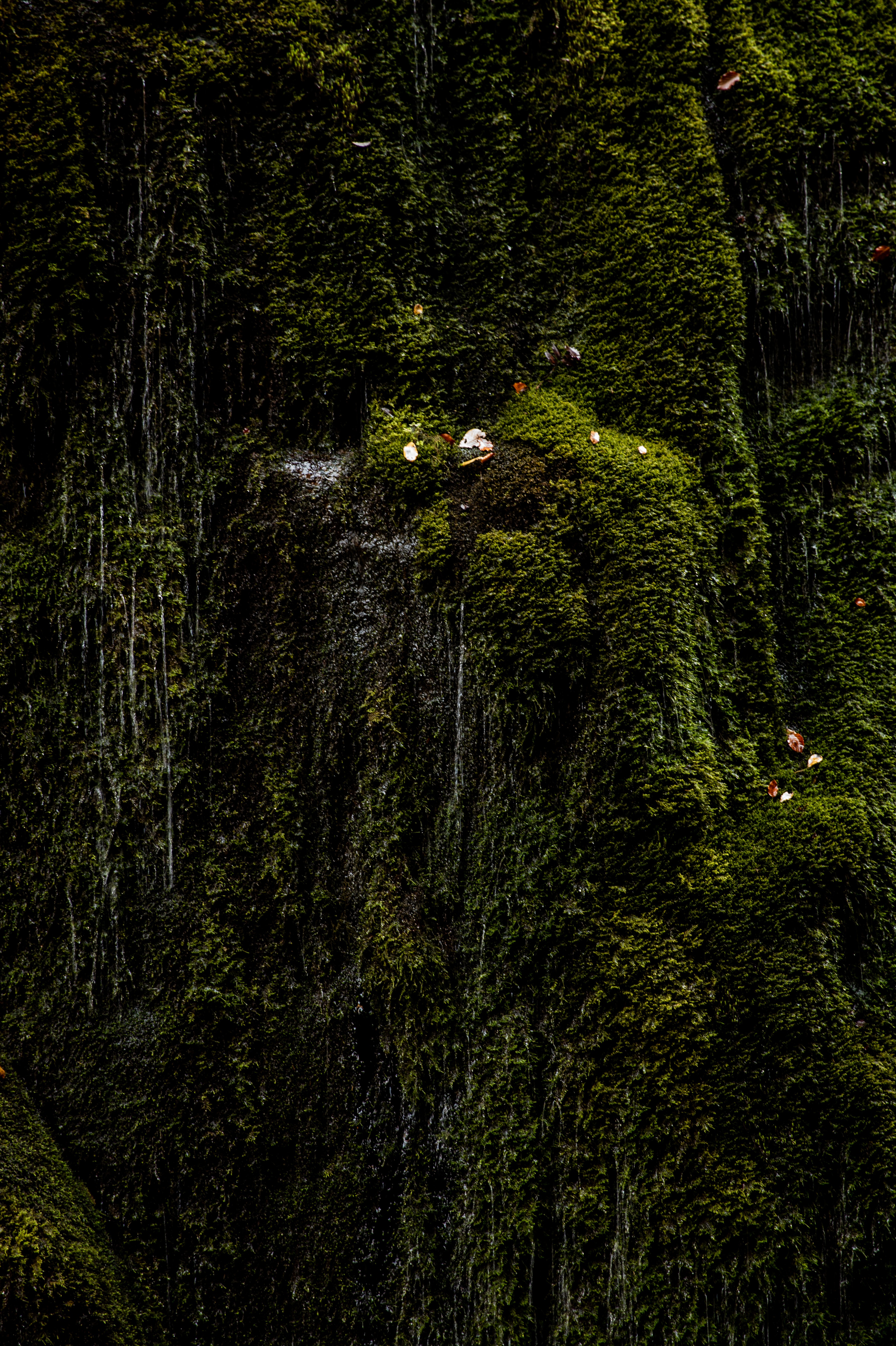 Moss Texture Photo, Download The BEST Free Moss Texture & HD Image