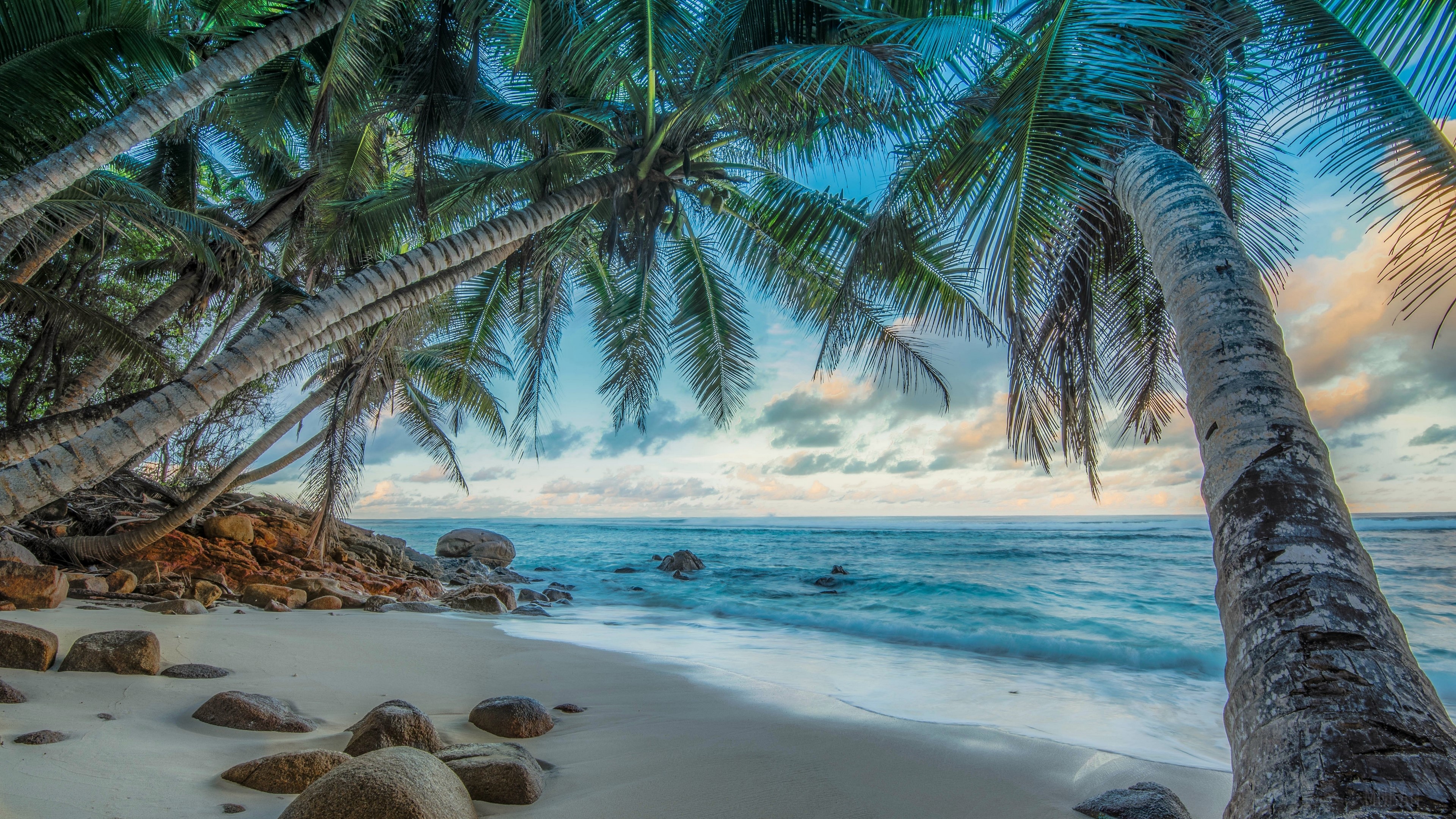 Beach, HDR, Horizon, Ocean, Palm Tree, Sea, Tropical 4k Gallery HD Wallpaper