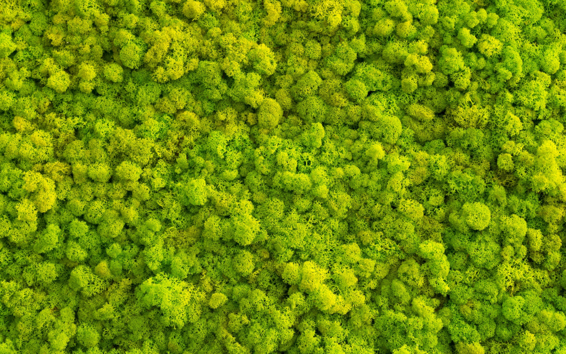 Moss Green Wallpapers - Wallpaper Cave