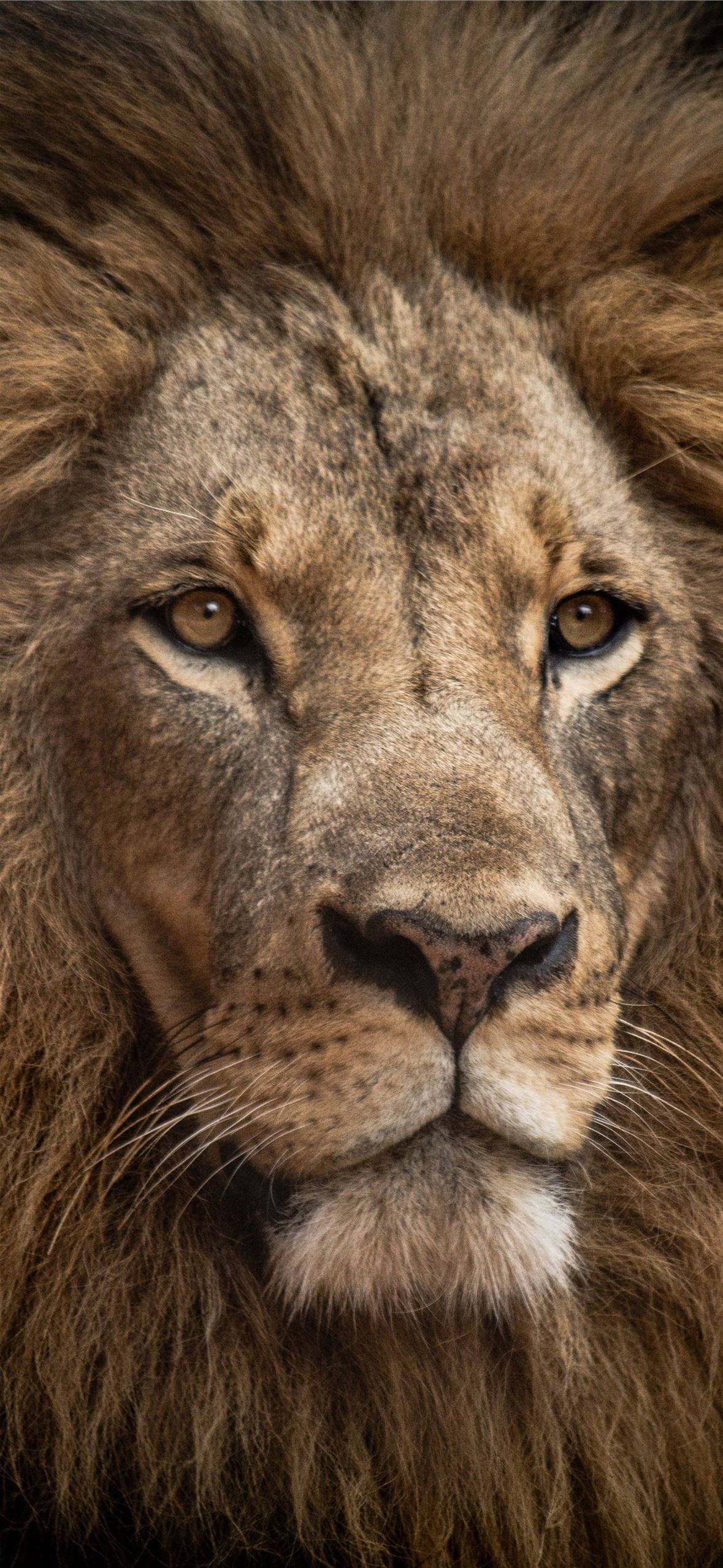 lion in close up shot iPhone Wallpaper Free Download