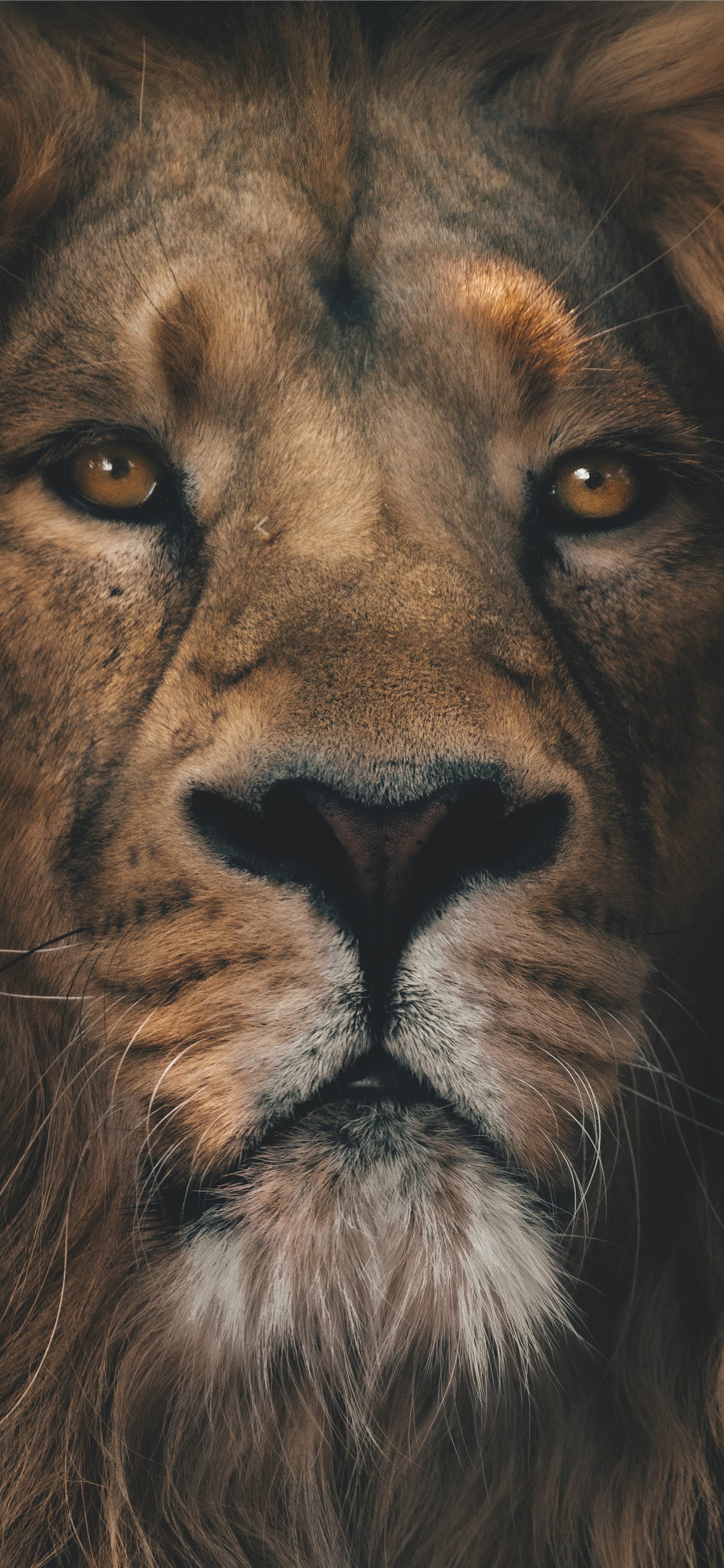 Latest Lion iPhone HD Wallpaper