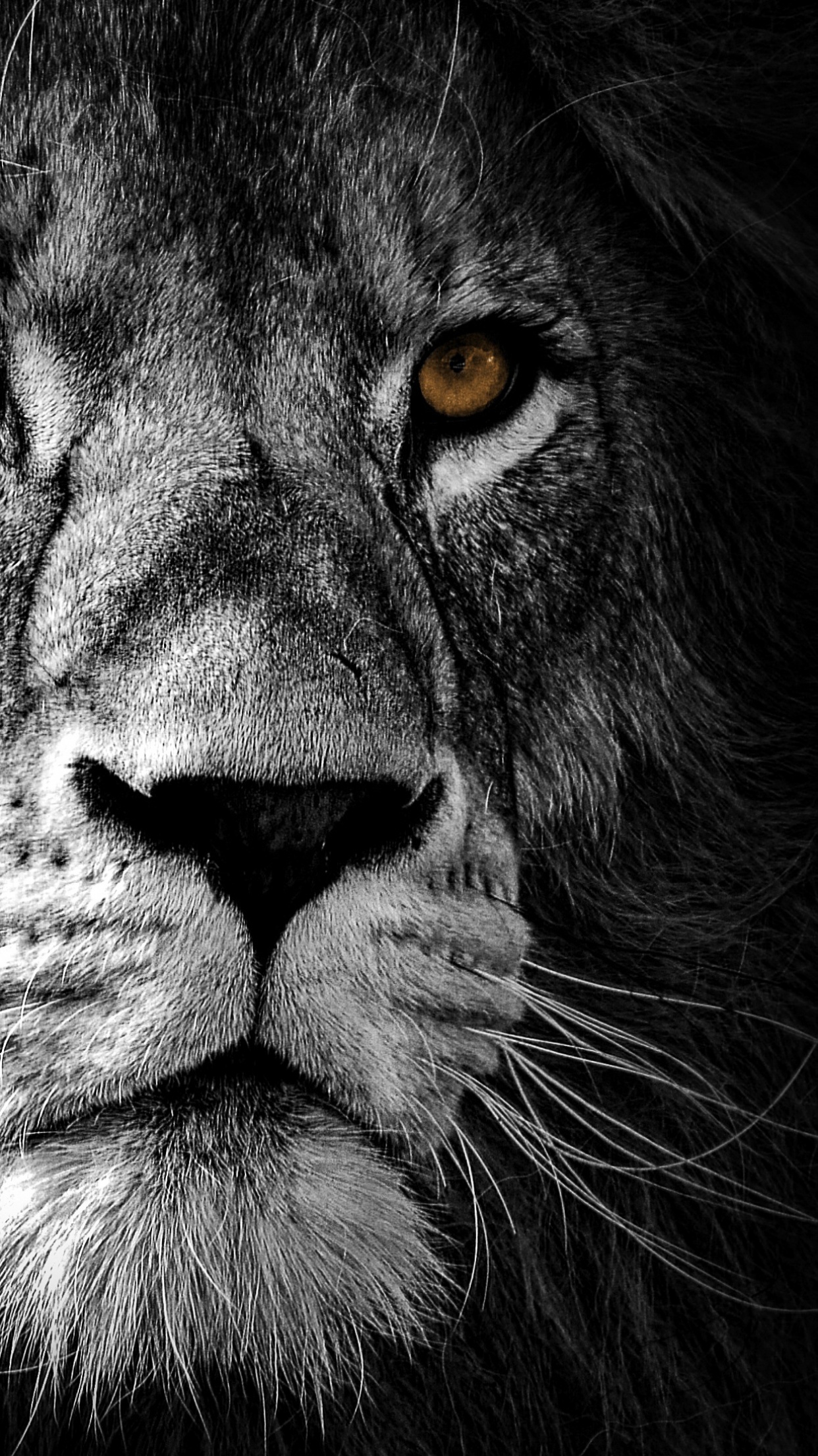 Lion Wallpaper 4K, Wild, African, Predator, Animals
