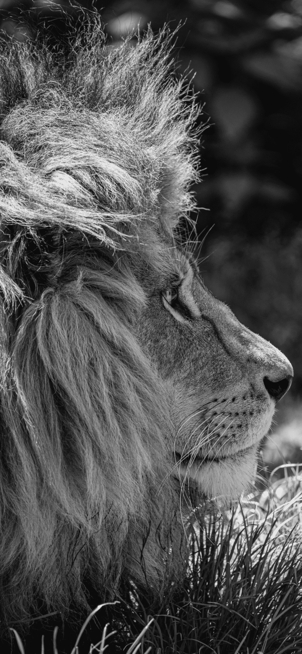 Lion Wallpaper for iPhone 11, Pro Max, X, 8, 7, 6 Download. Lion wallpaper, Screen savers wallpaper, Lion