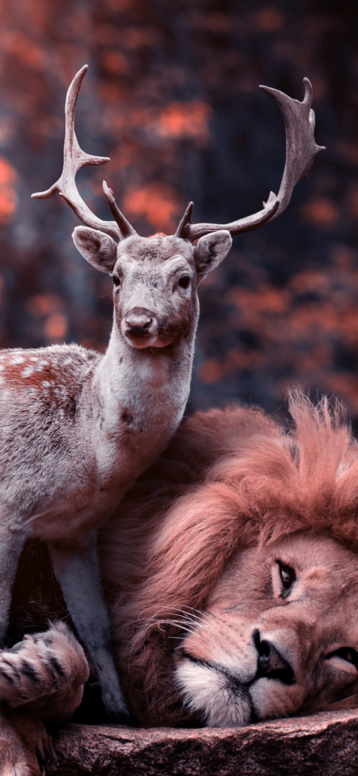 Lion Wallpaper 4K, Deer, Hirsch, Predator, Animals