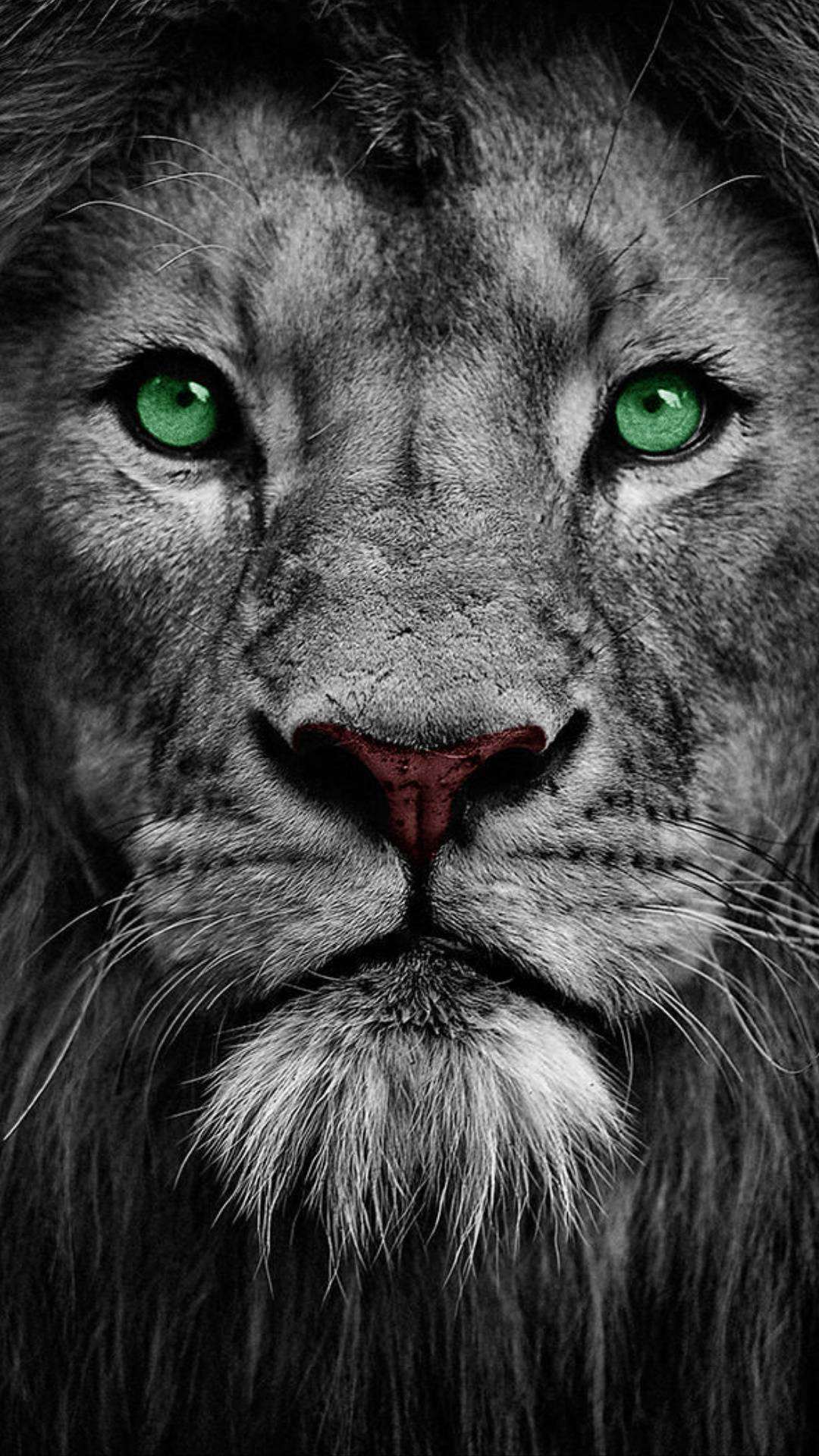 Lion Eyes IPhone Wallpaper Wallpaper, iPhone Wallpaper