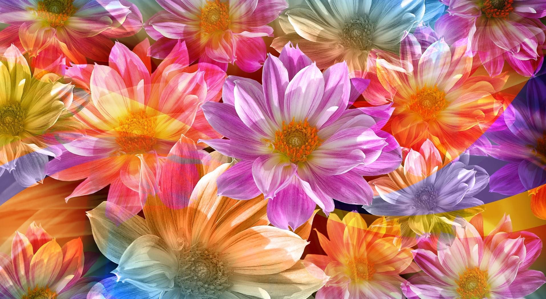 Fantasy Flower Wallpaper. Free flower wallpaper, Beautiful flowers wallpaper, Flower wallpaper