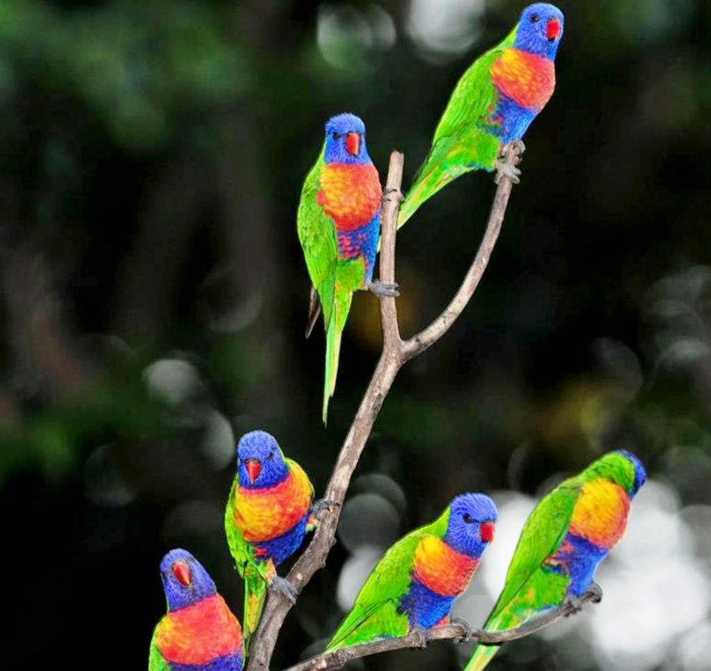 Parrots Wallpaper