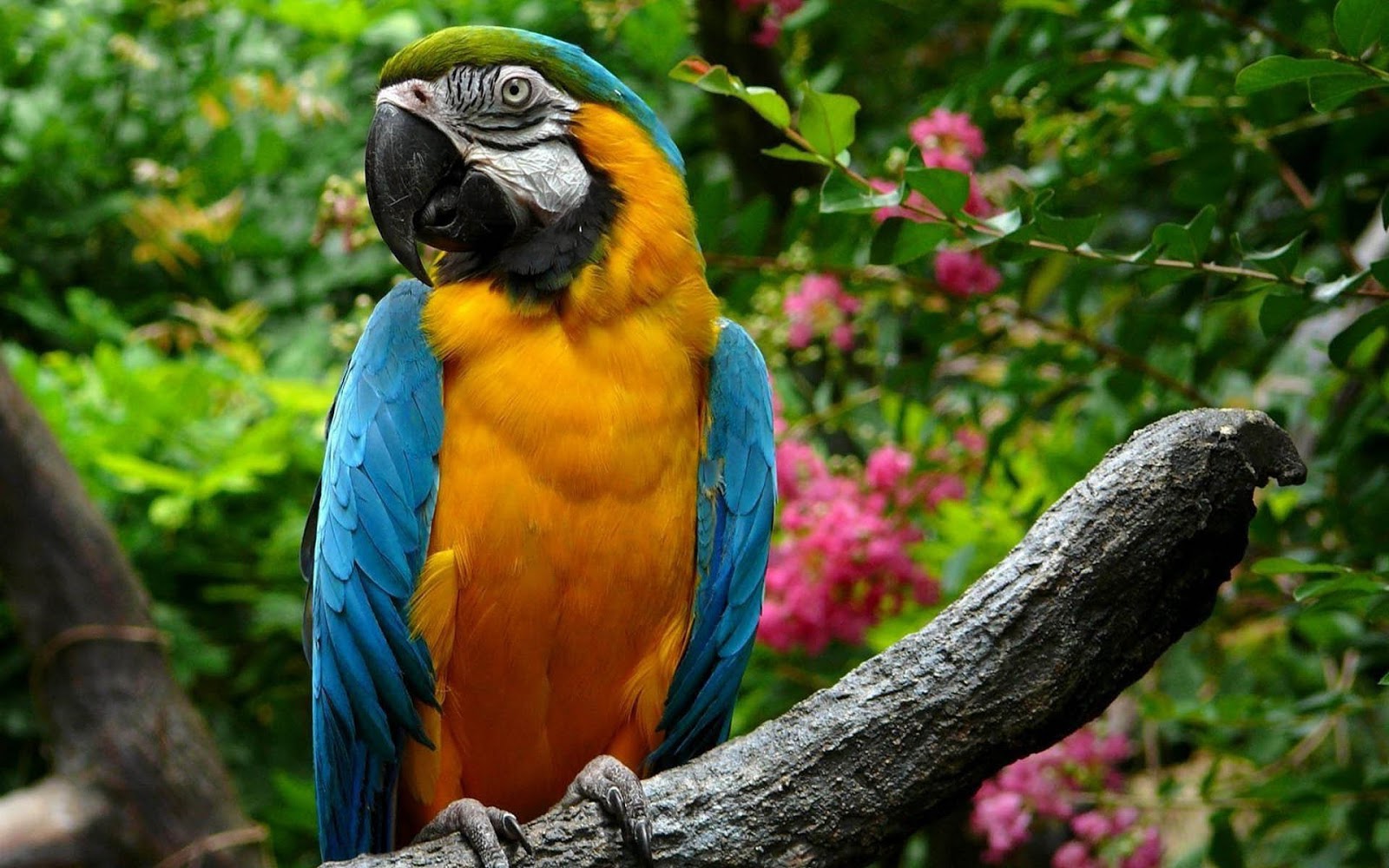 Beautiful Parrot Wallpaper