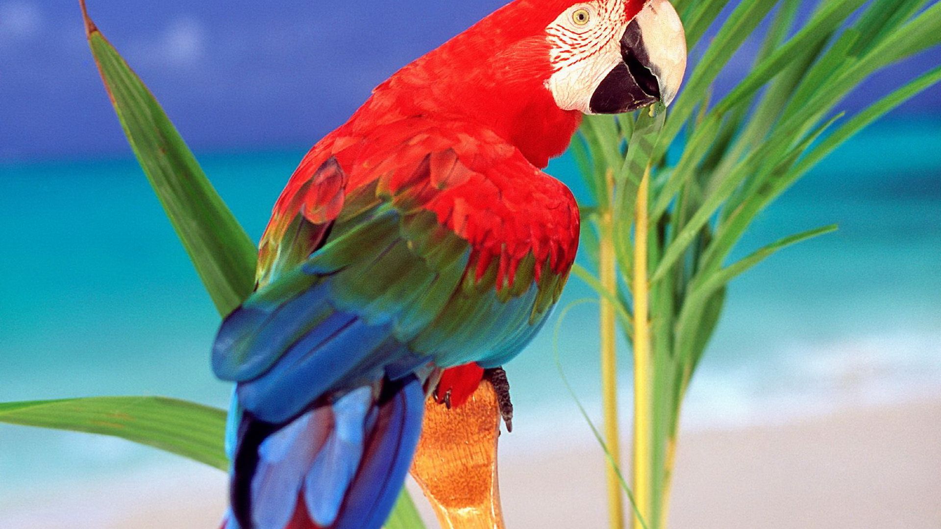 Macaw parrot Wallpaper