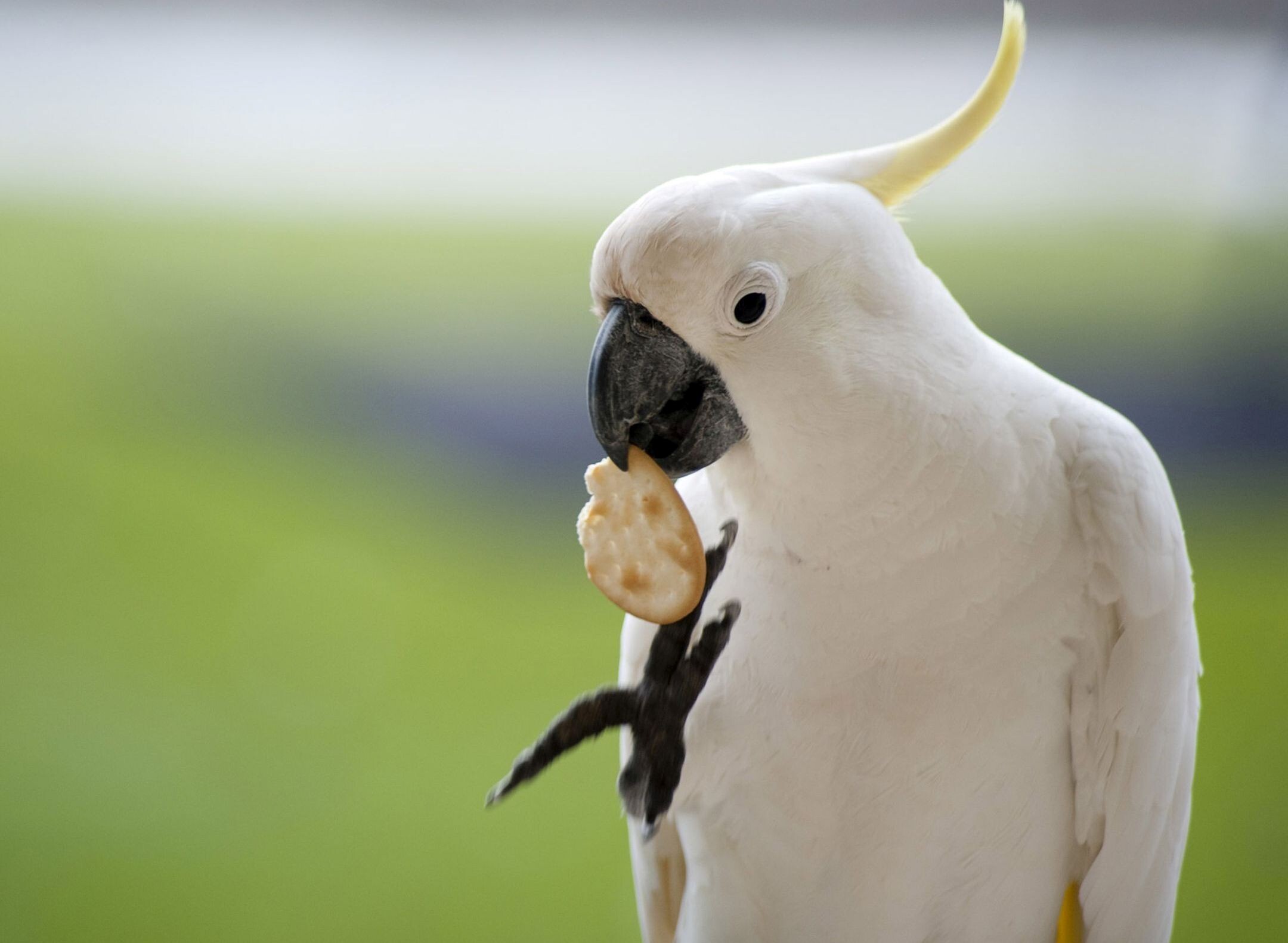 White Parrot HD Wallpaper