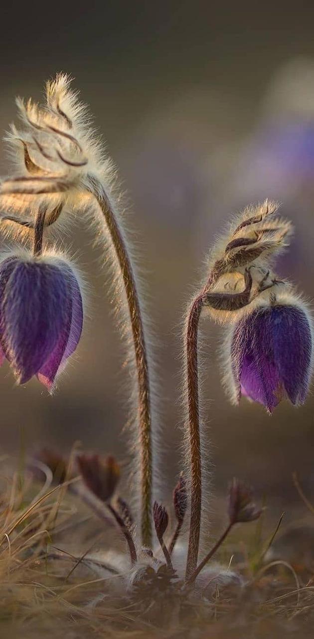 Fantasy flower wallpaper