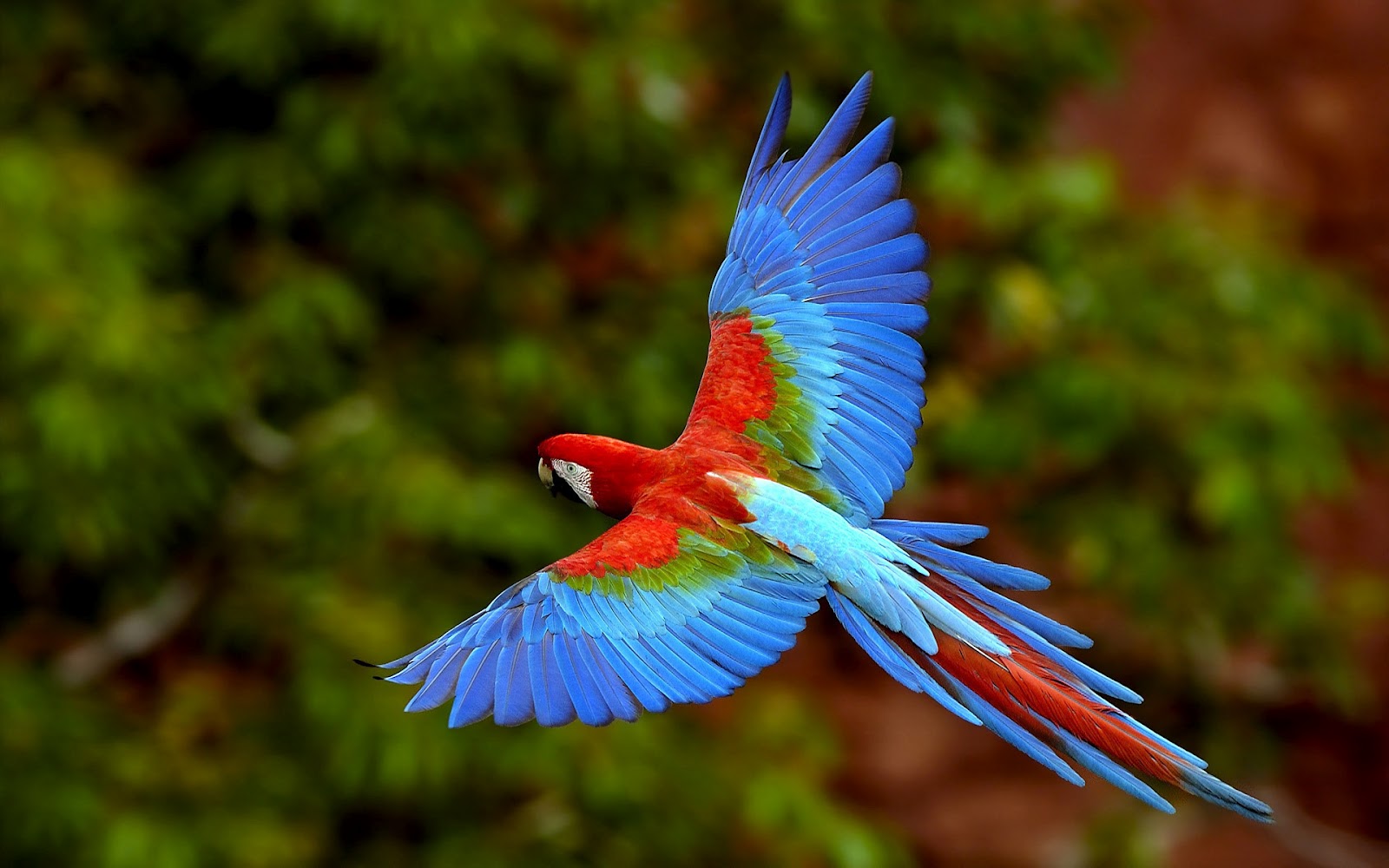 Macaw Parrot Wallpaper