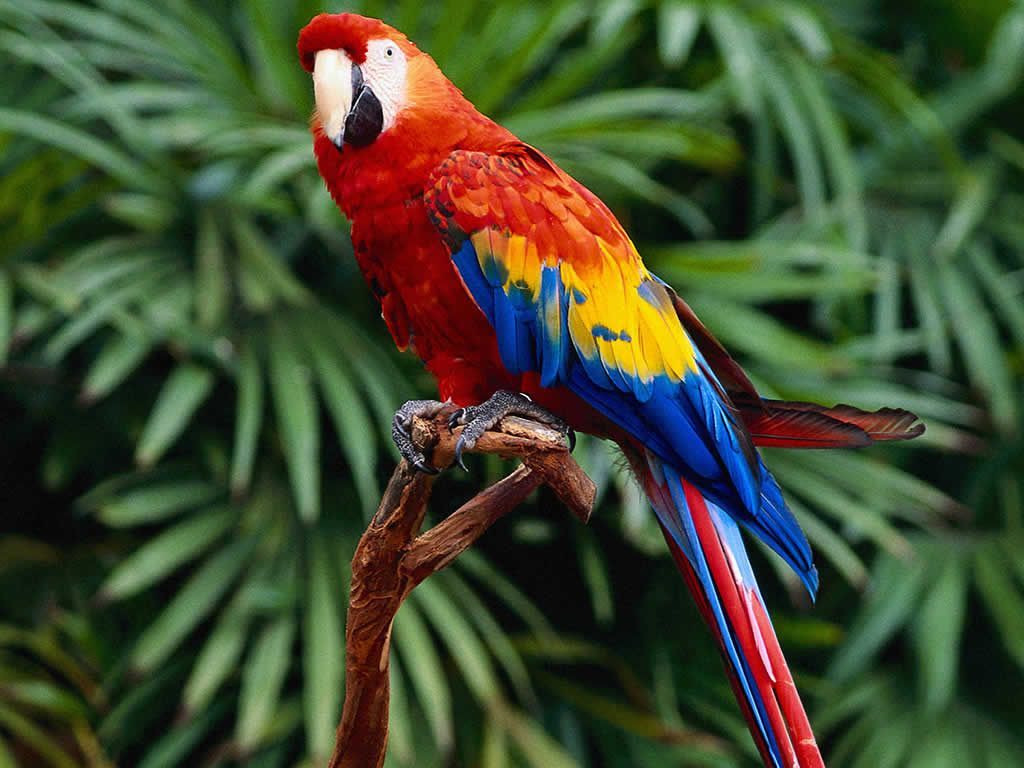 Colorful Parrot Wallpaper