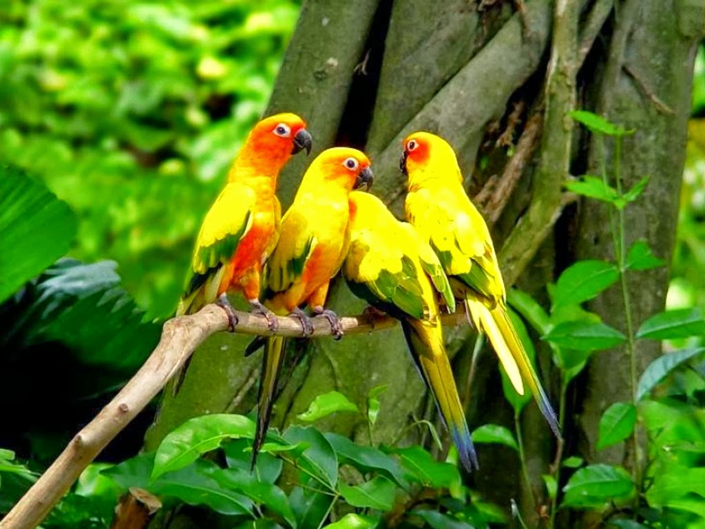 World Beautiful Birds, World Beautiful Parrots. Facts & Picture