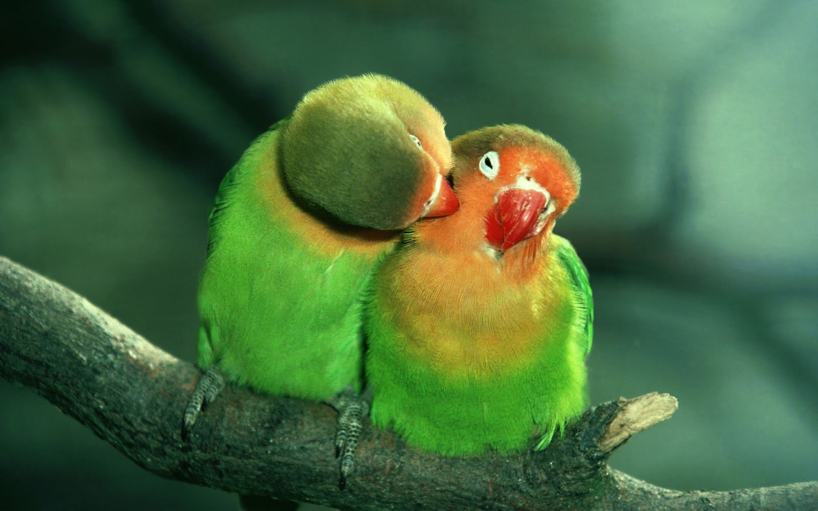 Beautiful parrots Wallpaper Download
