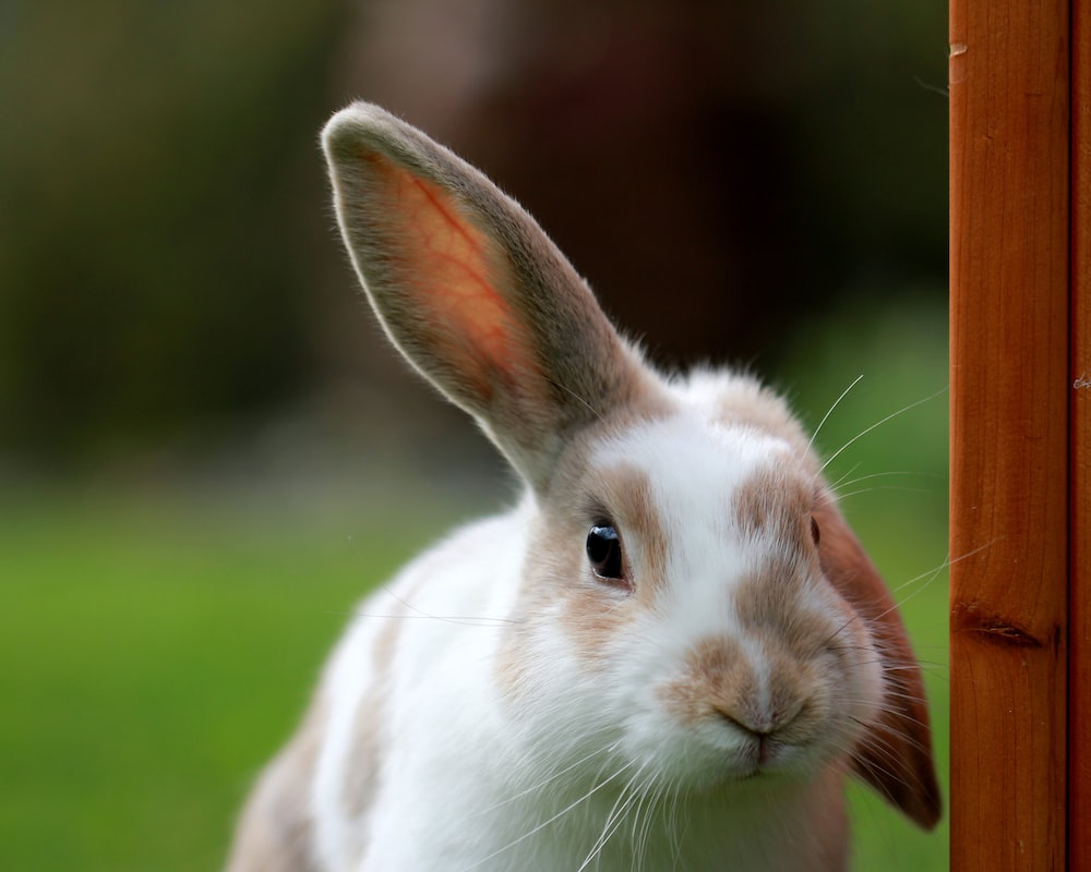 Rabbit Ears Picture. Download Free Image
