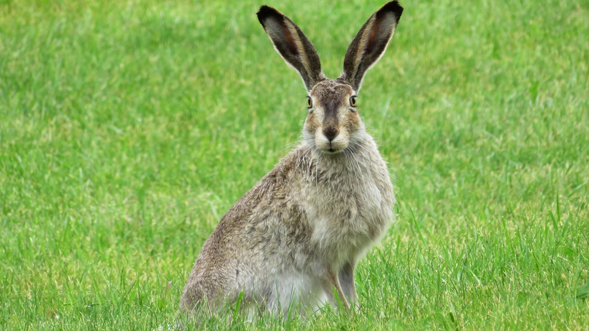 Bunny Ears Wallpapers - Wallpaper Cave
