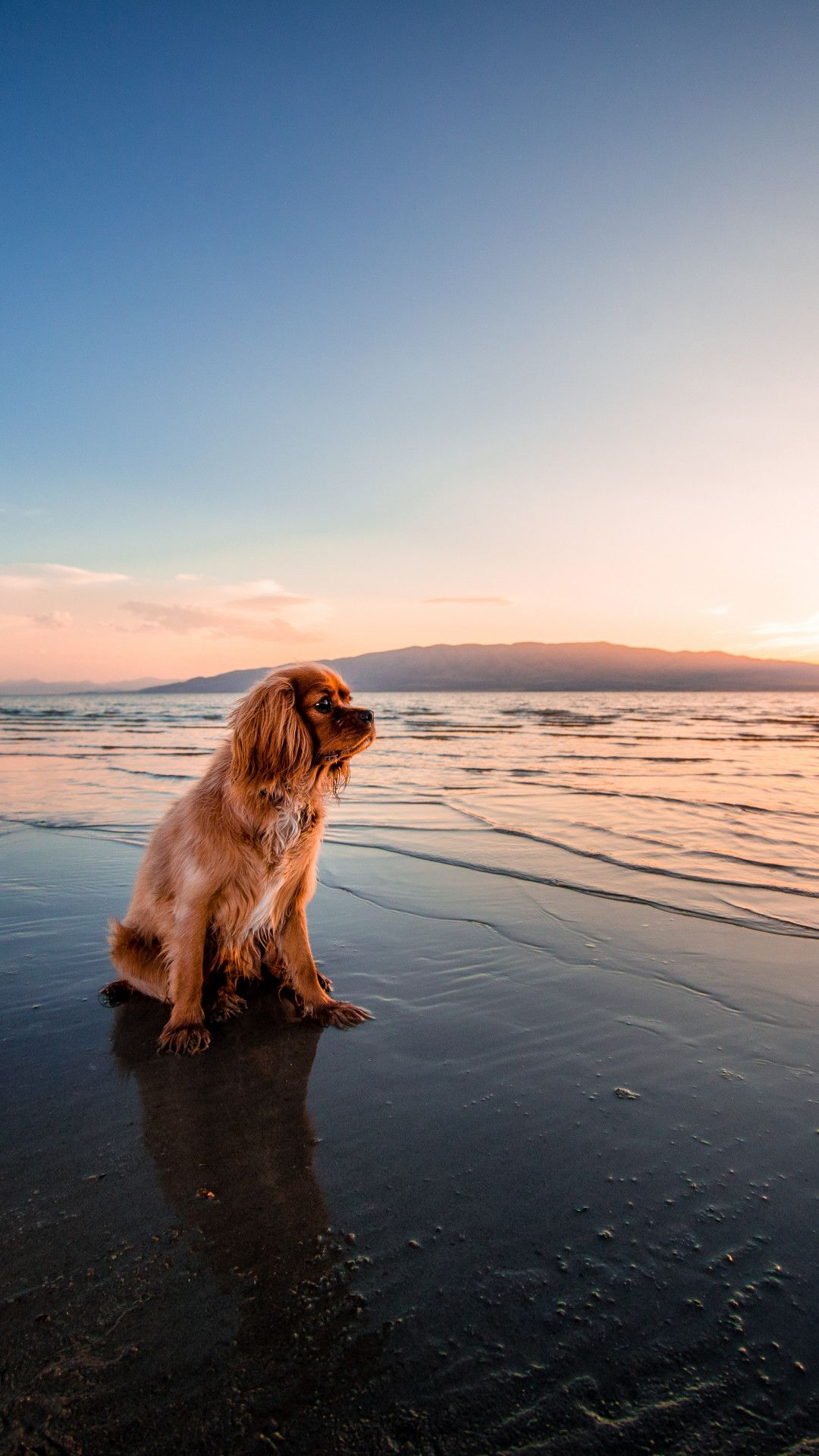 Dog standing on the beach. Dog wallpaper, Dog beach, Cute dog wallpaper
