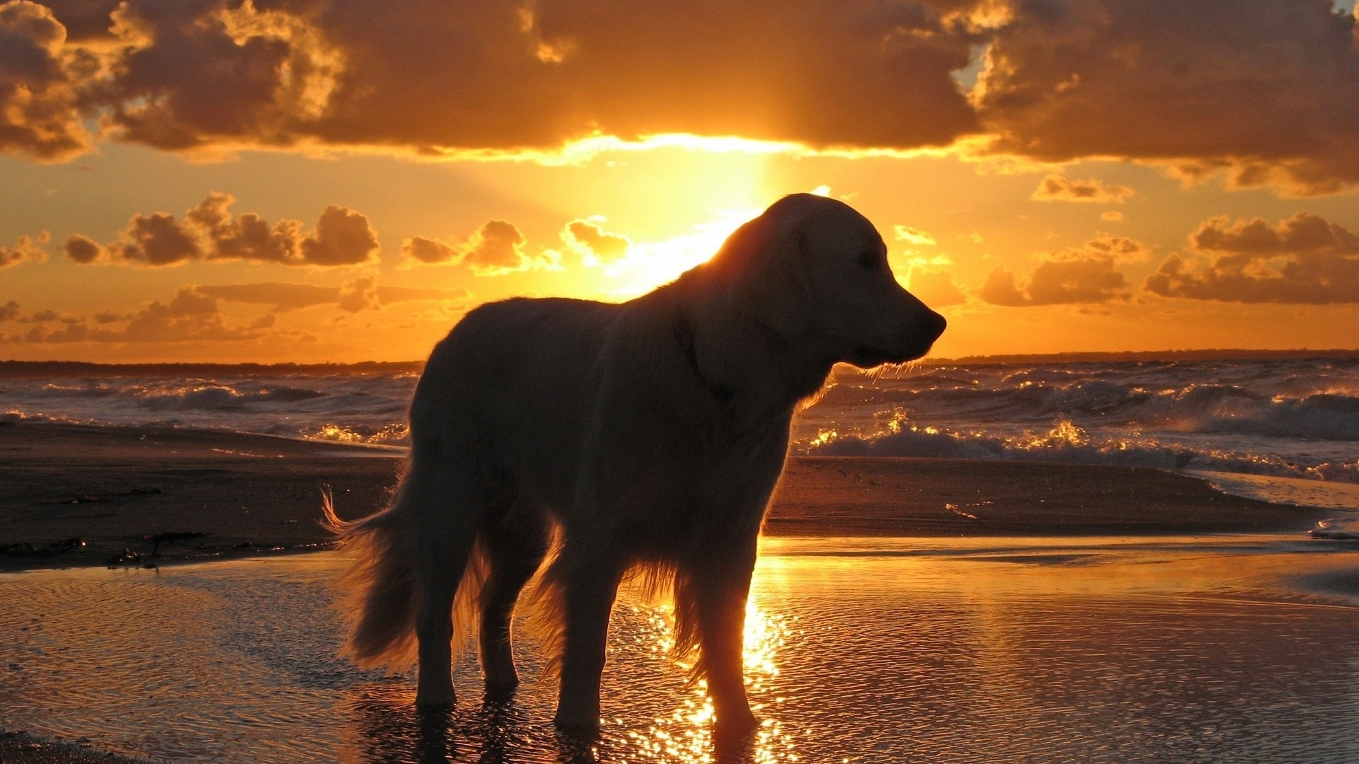 Download Wallpaper 1920x1080 dog, sunset, beach, sky, sea, shadow Full HD 1080p HD Background